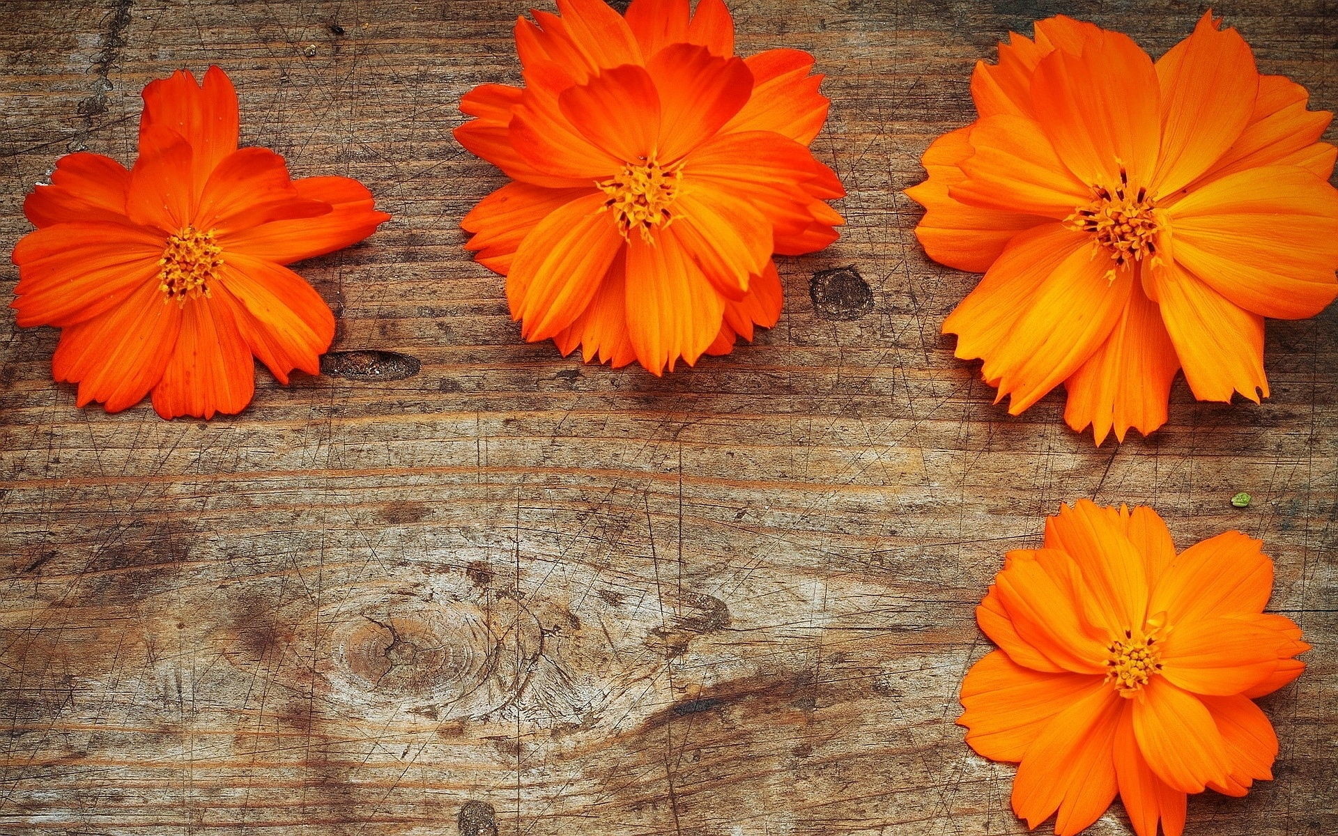 Orange sulfur cosmos flowers, Weathered rustic wood surface, Scratched aged timber board, HD Desktop wallpaper