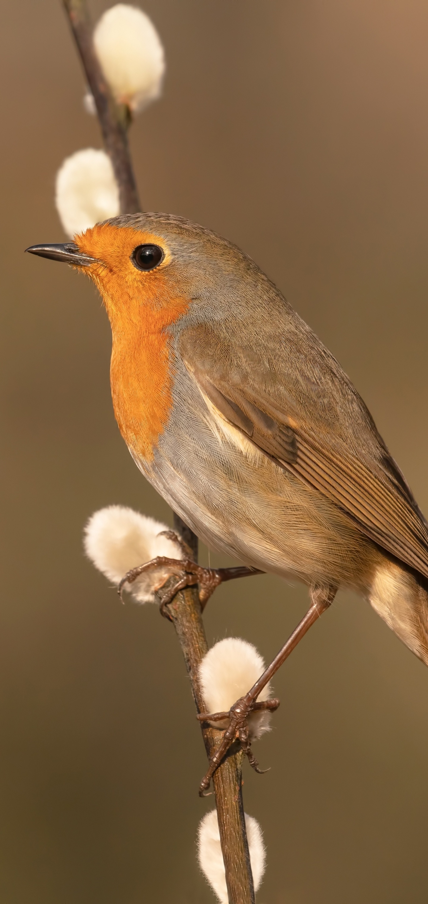 Willow catkins, Robin (Bird) Wallpaper, 1440x3040 HD Phone