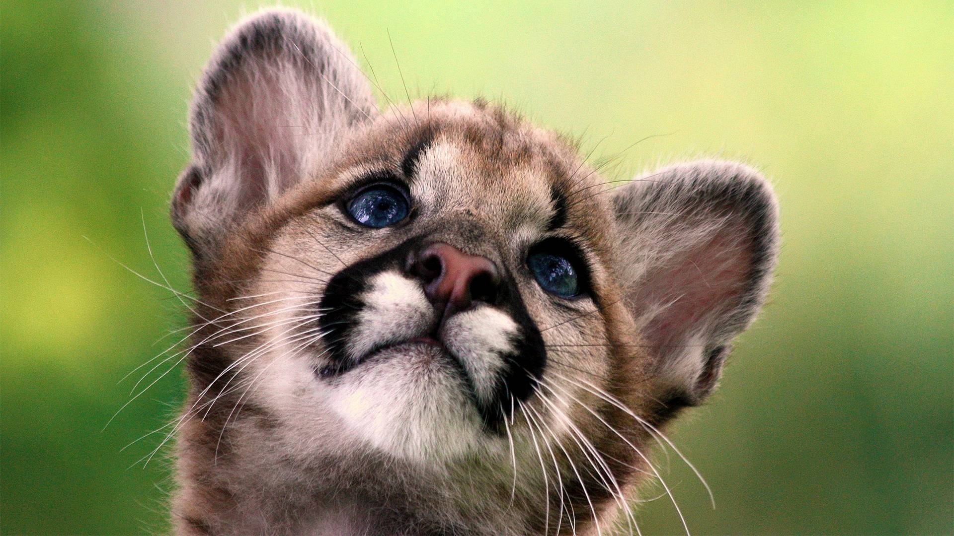 Baby Animal, Animal wallpapers, Adorable, Charming, 1920x1080 Full HD Desktop