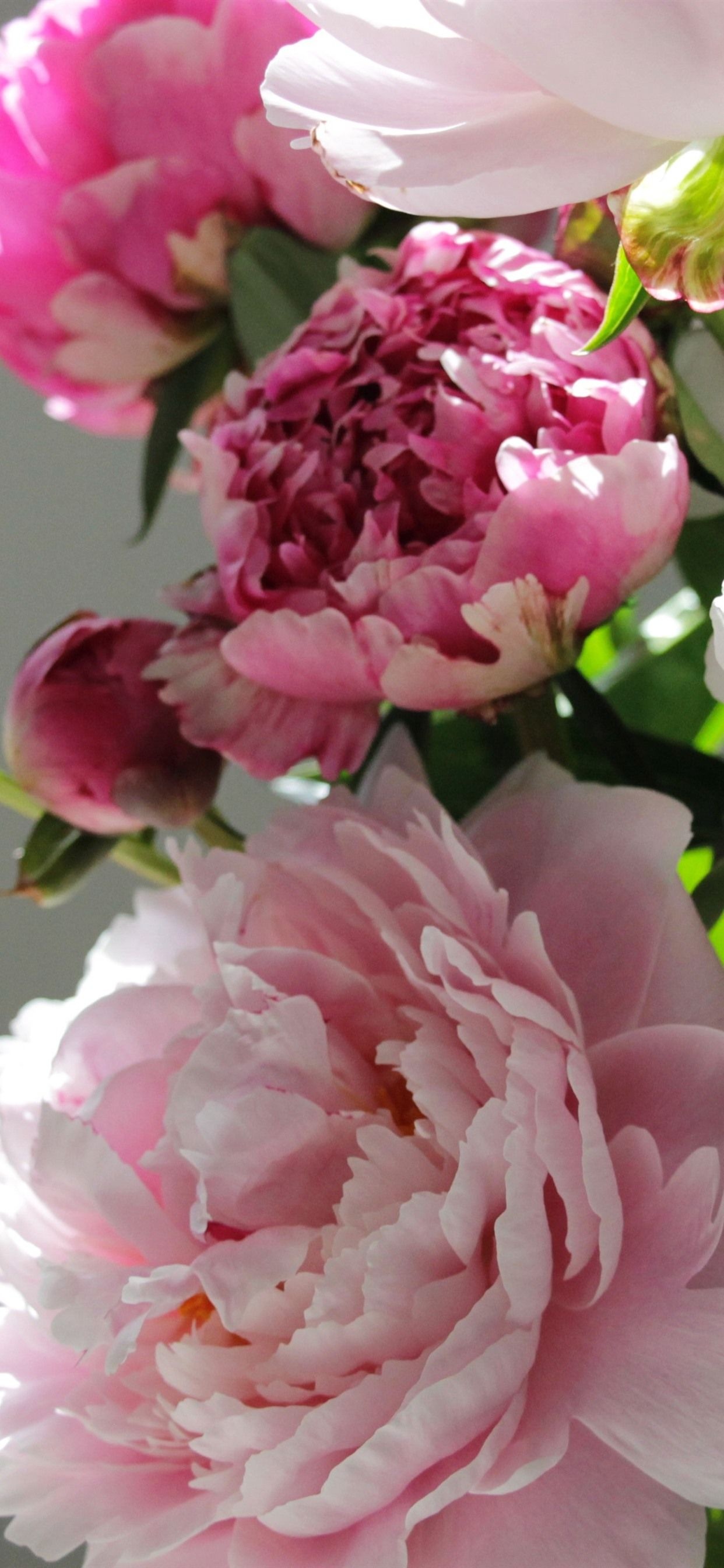 Magenta peony bloom, Blush pink peony, Deep pink peony bud, HD Phone wallpaper