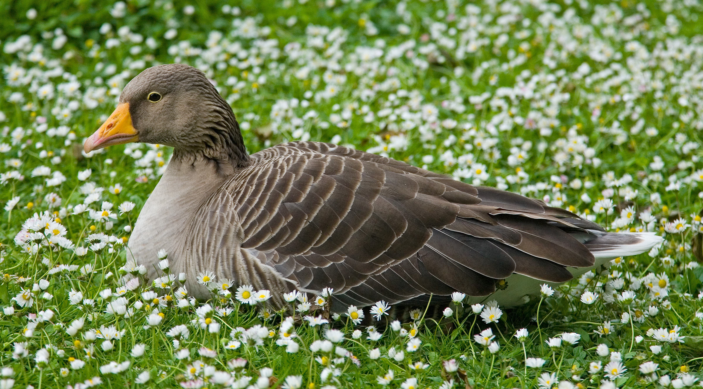 Ultra HD wallpaper, 4K resolution, Goose's beauty, Amazing backdrop, 2400x1330 HD Desktop