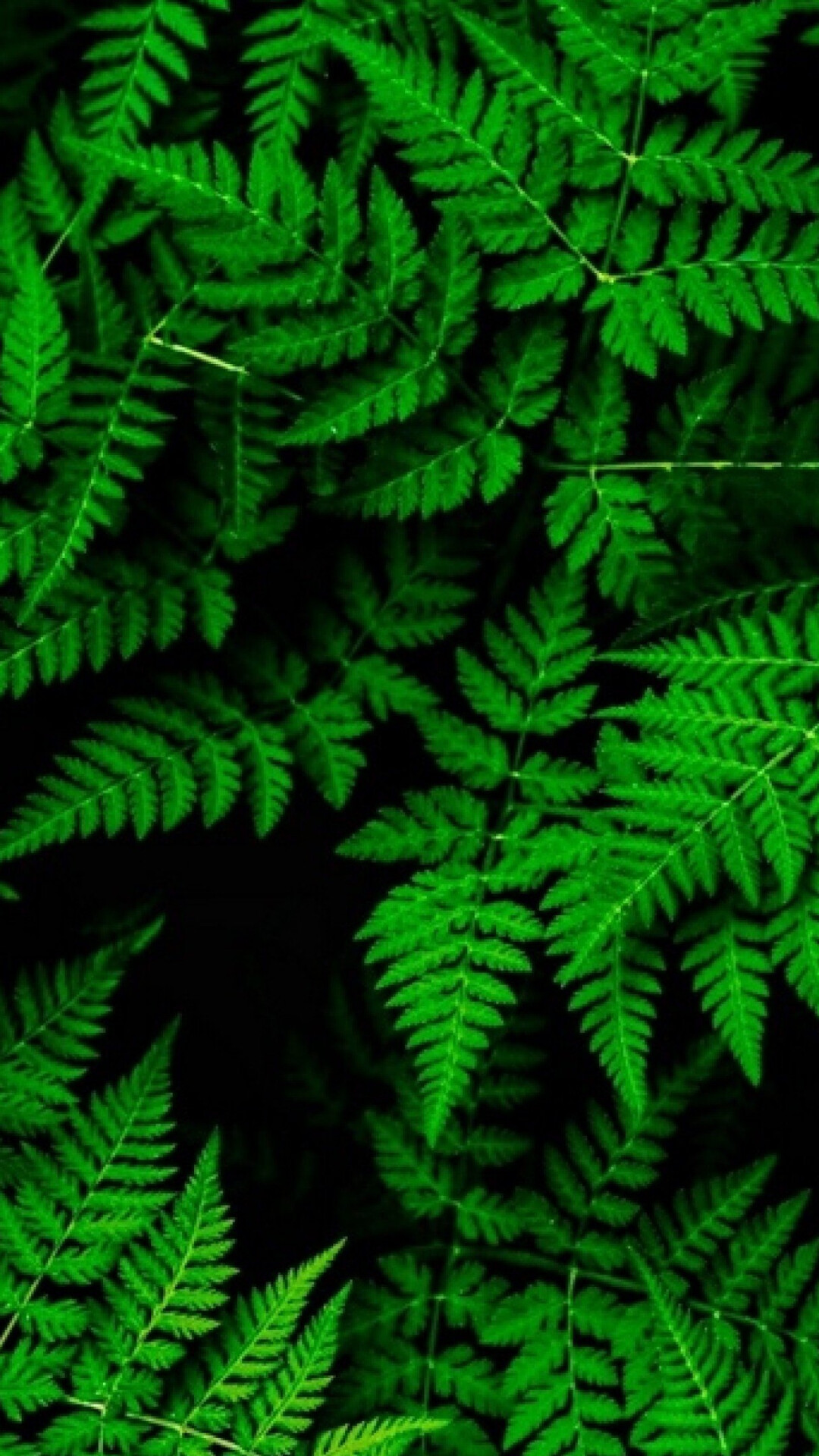 Green wallpapers, Nature's charm, Refreshing hues, Serenity infused, 1080x1920 Full HD Phone