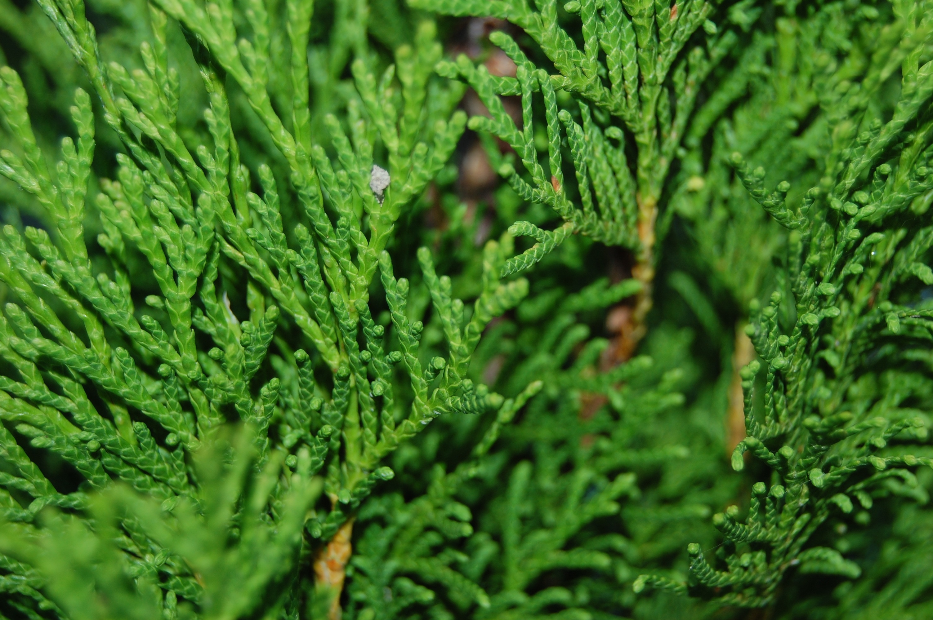 Pine tree forest, Natural beauty, Picturesque scenery, Peakpx image, 3010x2000 HD Desktop
