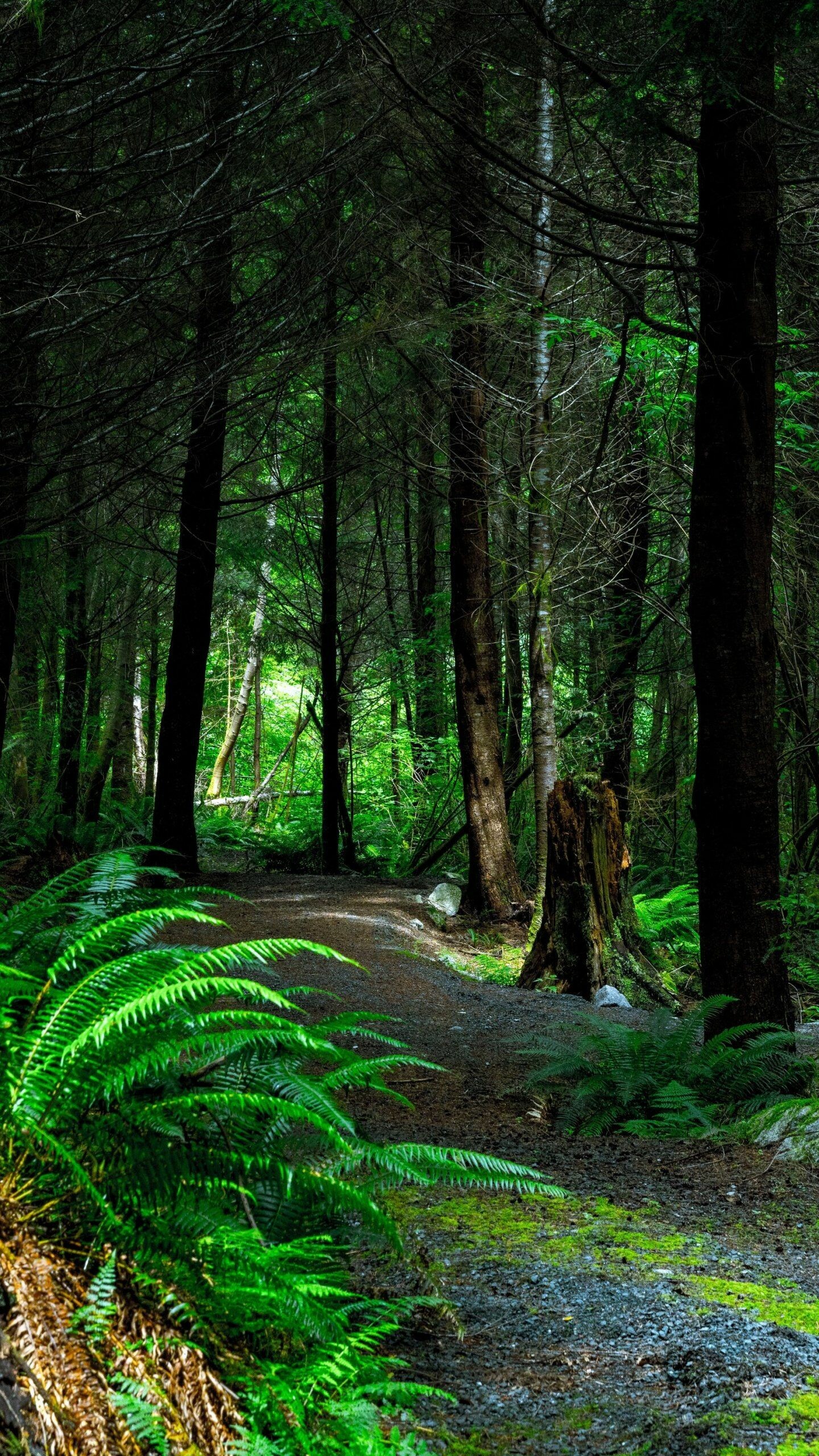 Android rainforest wallpaper, Home screen background, Serene nature, Peaceful atmosphere, 1440x2560 HD Phone