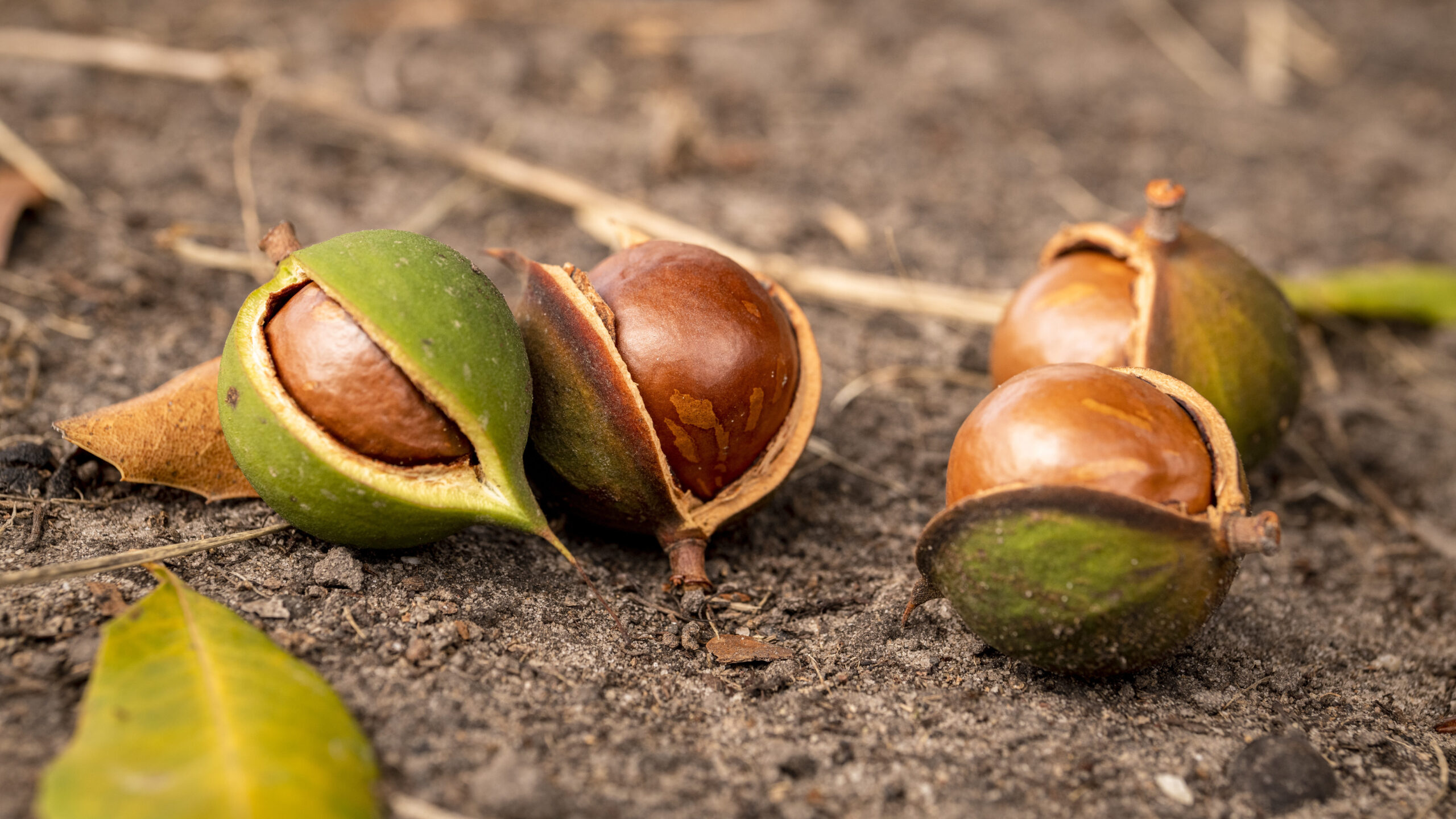 Macadamia tree, Backyard troubles, Nut cultivation, Australian macadamias, 2560x1440 HD Desktop