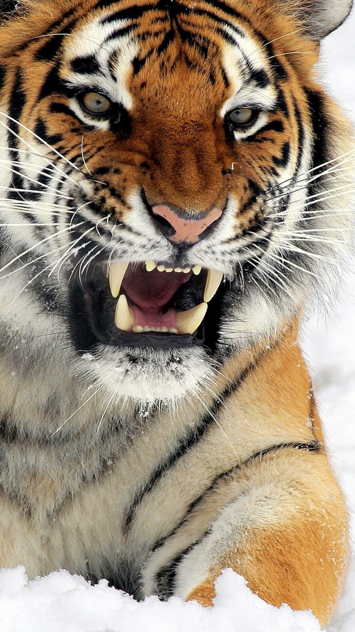 Tiger power and strength, Sunlit wilderness moments, 1250x2210 HD Phone