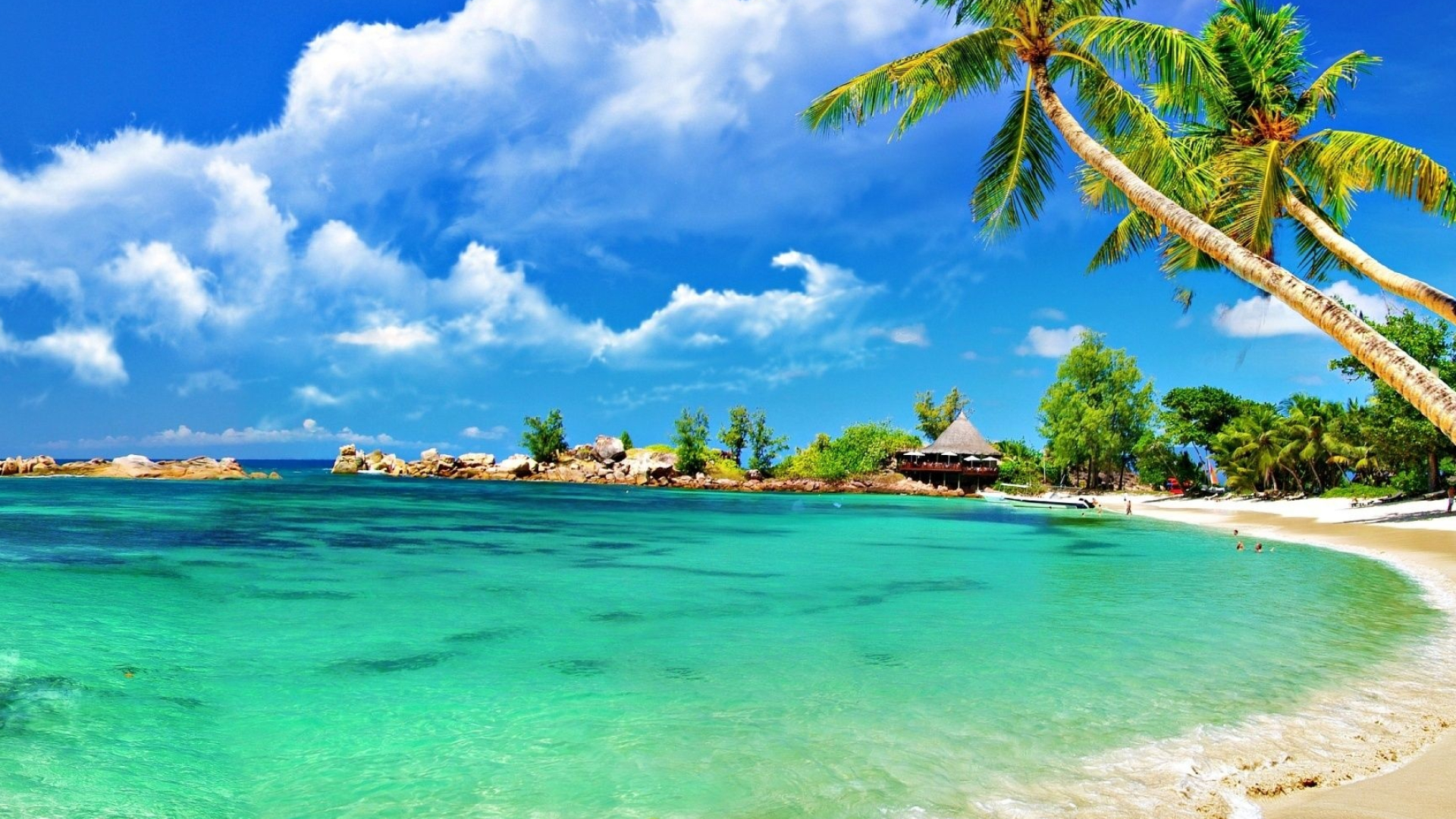 Seychelles tropical beach, Coconut palm tree, Turquoise lagoon waters, Full HD Desktop wallpaper