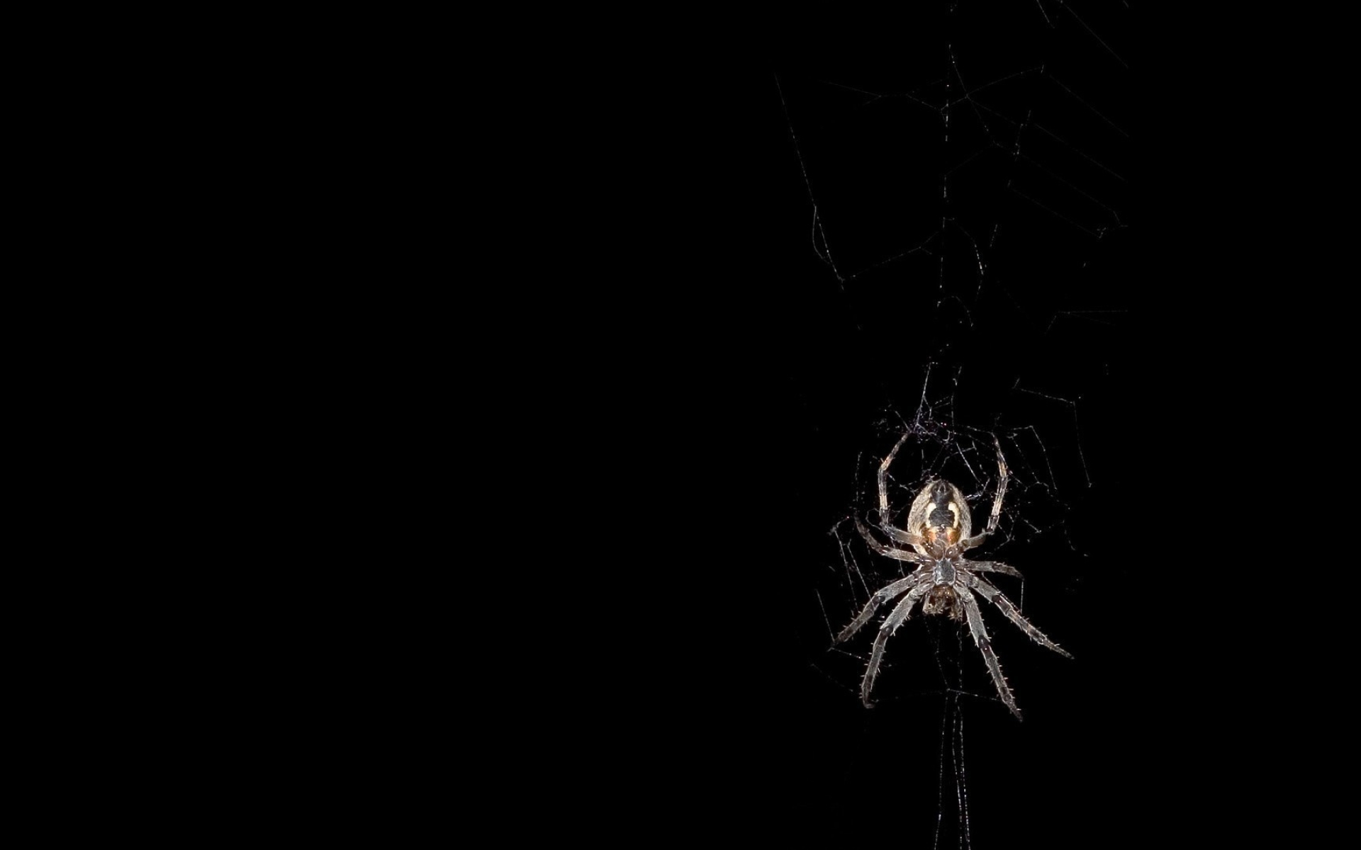 Spider, Spider wallpaper, Animal fascination, Wallpapers collection, 1920x1200 HD Desktop