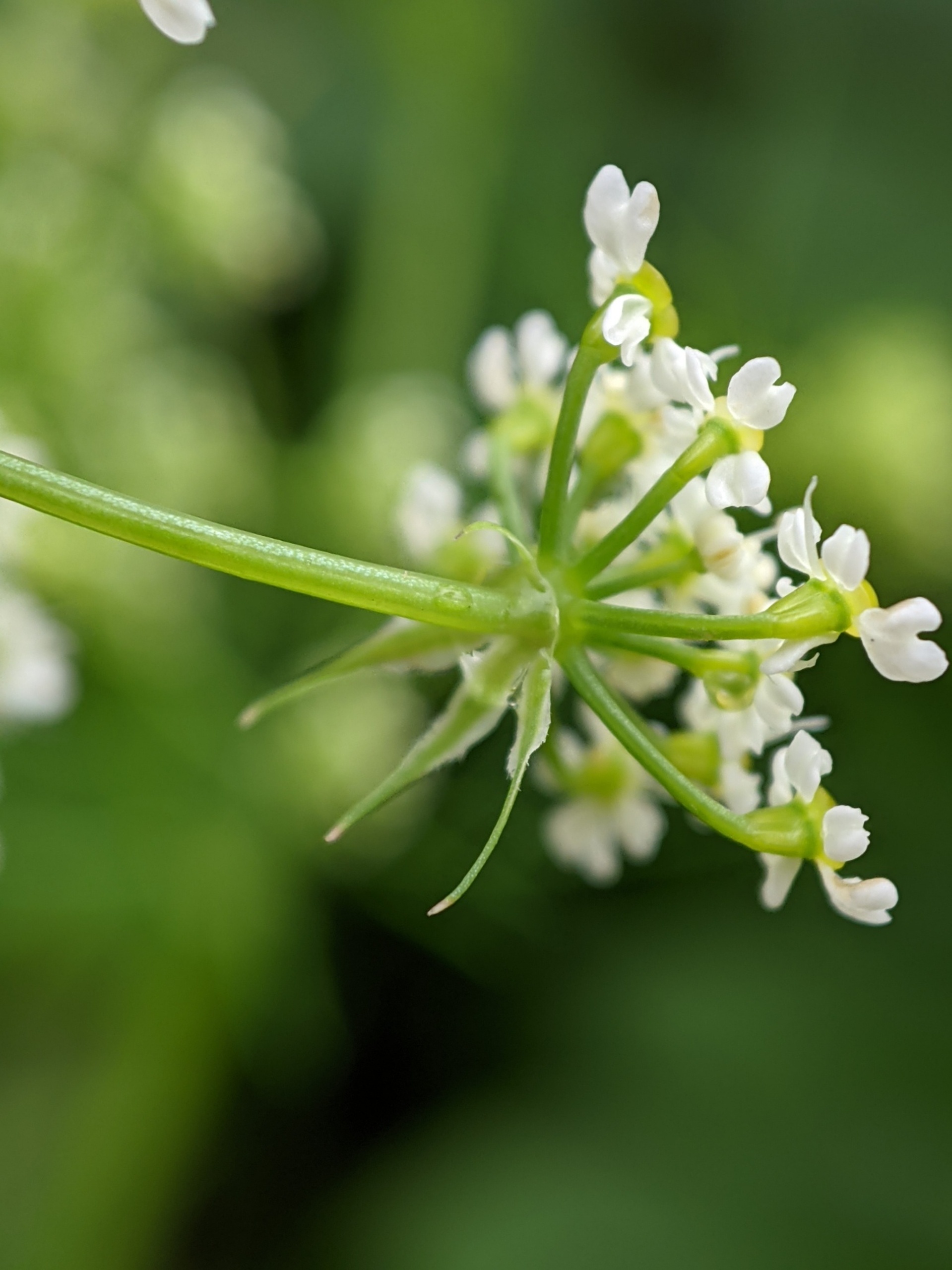 Chervil, Turnip rooted chervil, Chaerophyllum bulbosum, 1920x2560 HD Phone