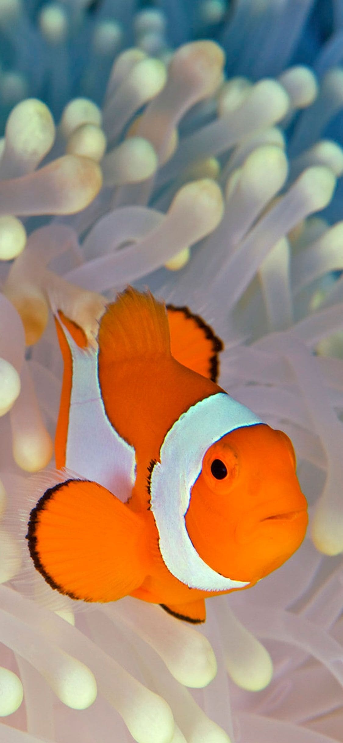 Clown Fish, Beautiful sea creatures, Wallpaper downloads, Colorful marine fauna, 1130x2440 HD Phone