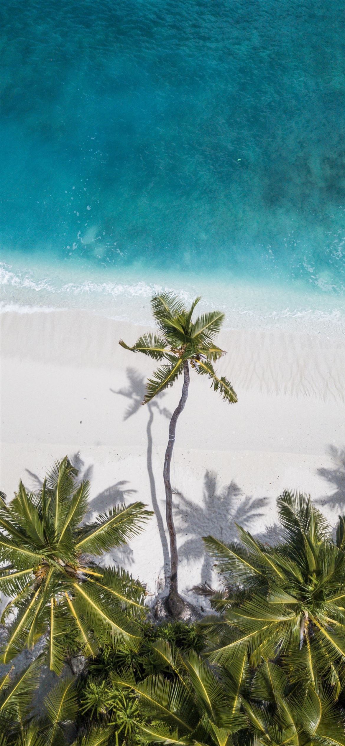 Aerial coconut palm tree, White sand tropical beach, Turquoise ocean shore, HD Phone wallpaper