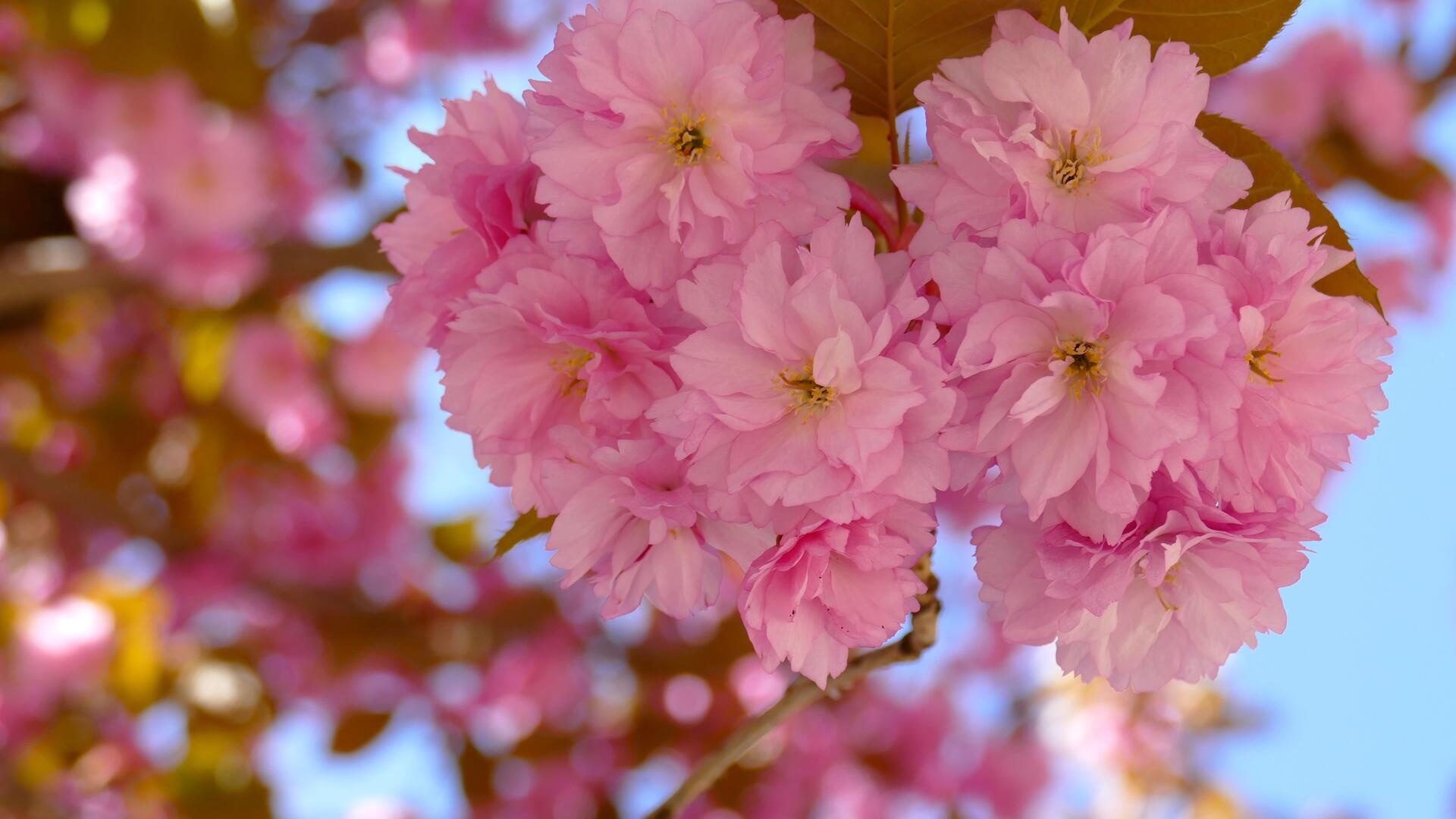 Kanzan cherry blossoms, double pink flower cluster, clear blue spring sky, Full HD Desktop wallpaper