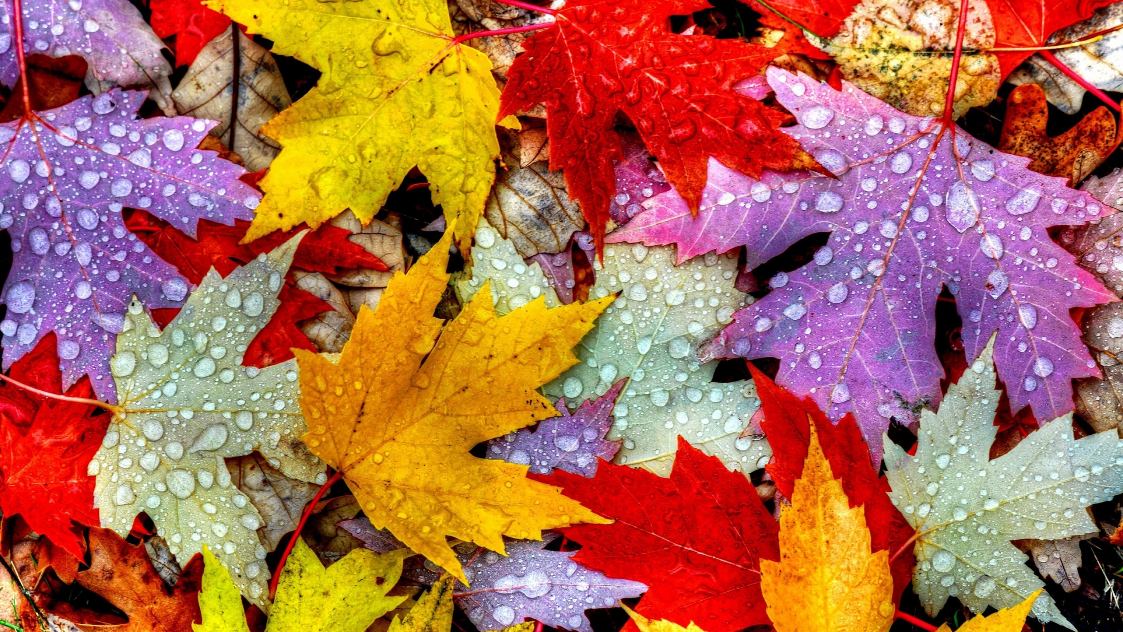 Gold Leaf, Wallpaper leaves 5k, Drops rain autumn, 3840x2160 4K Desktop