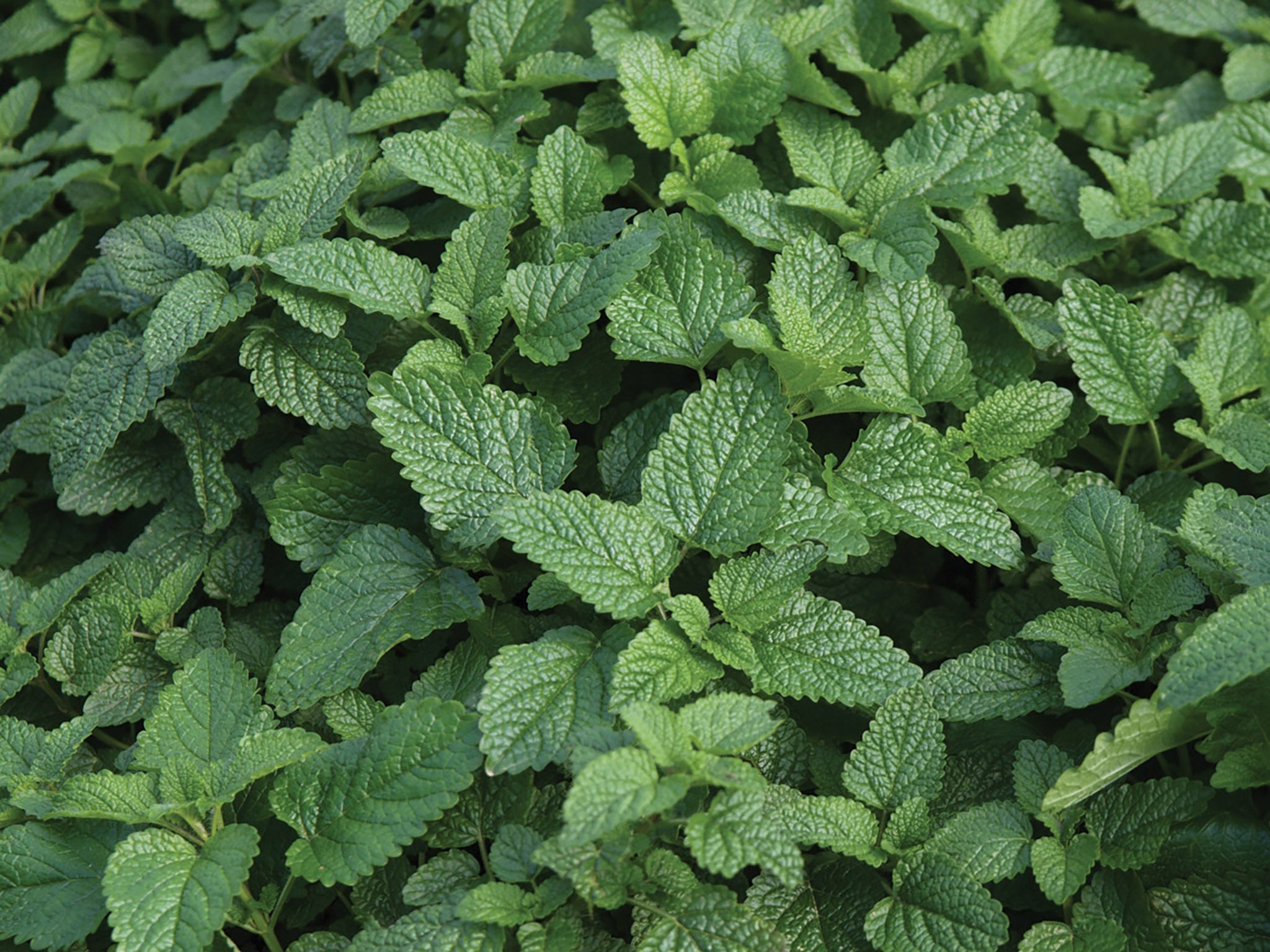 Lemon Balm seeds, William Dam Seeds, Fragrant herb, Culinary use, 2050x1540 HD Desktop