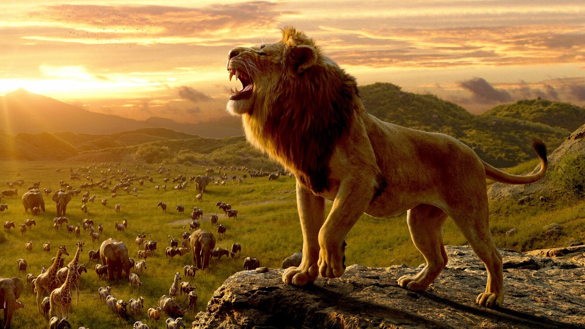 The Lion King, King of the jungle, Simba wallpaper, Background image, 1920x1080 Full HD Desktop