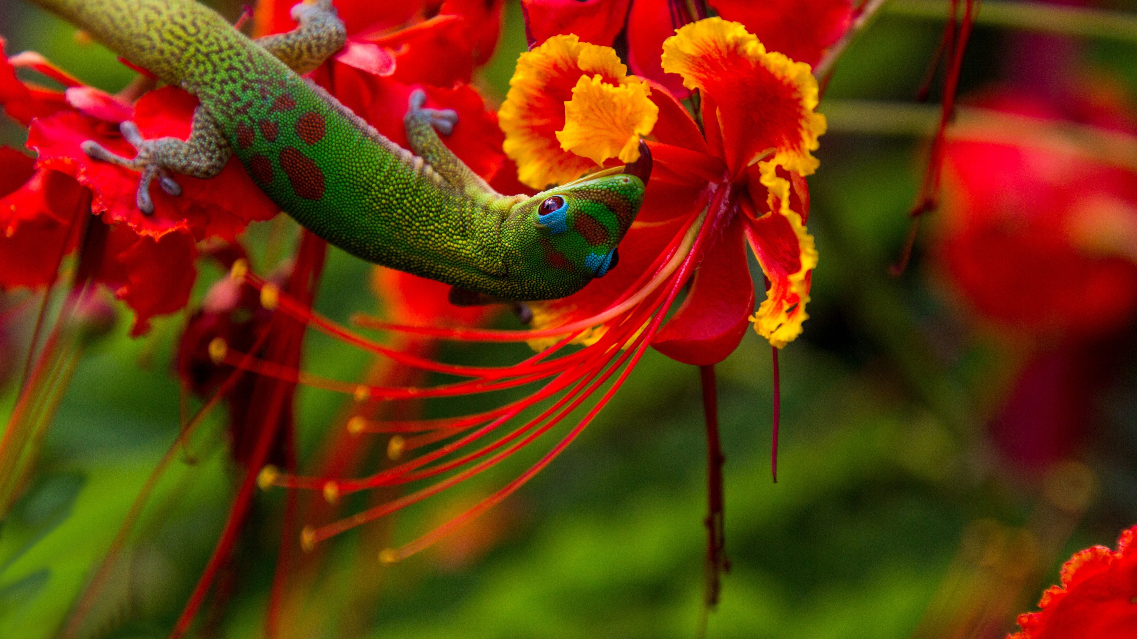 Madagascar day gecko marvel, Striking reptile, Ultra HD beauty, Nature's gem, 3840x2160 4K Desktop