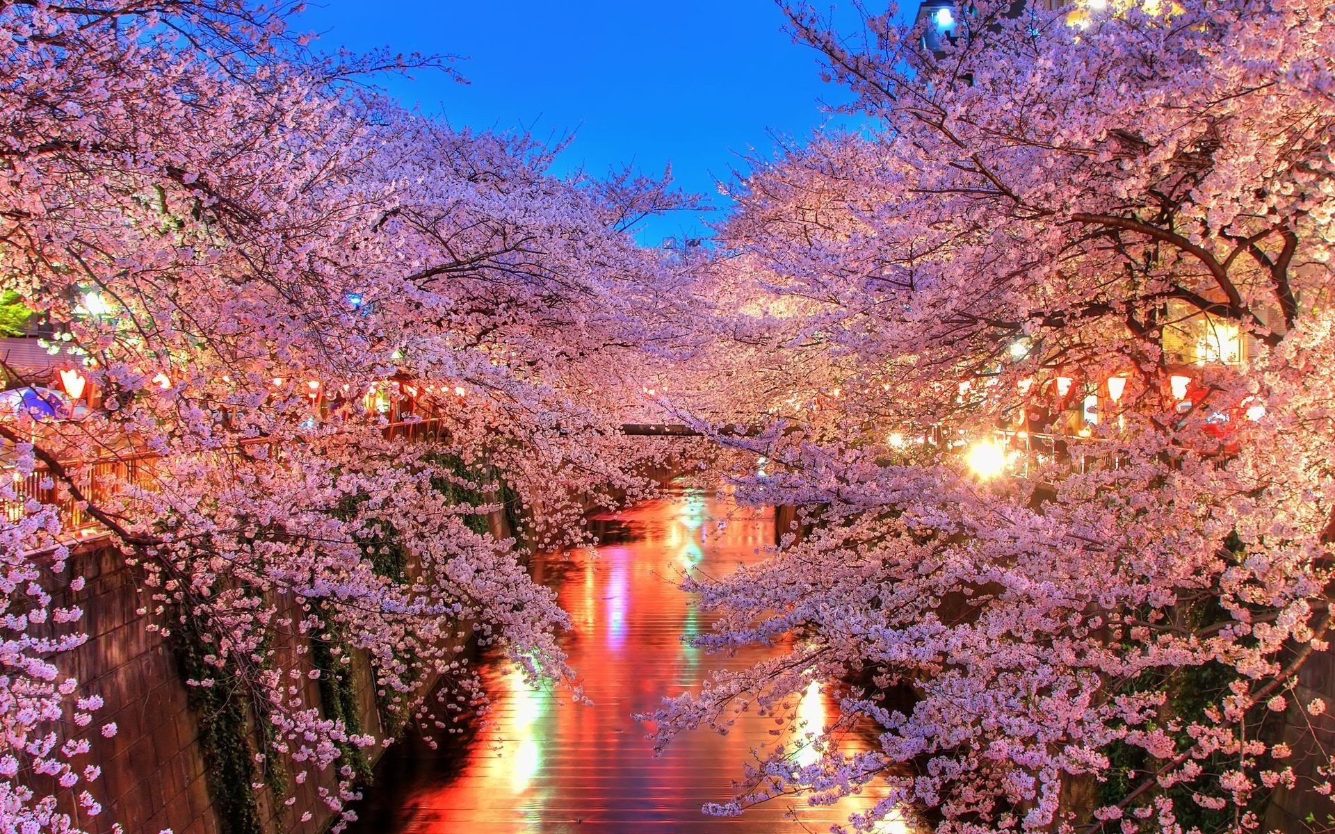 Meguro River cherry blossoms, Illuminated sakura canopy, Night lantern water reflections, HD Desktop wallpaper