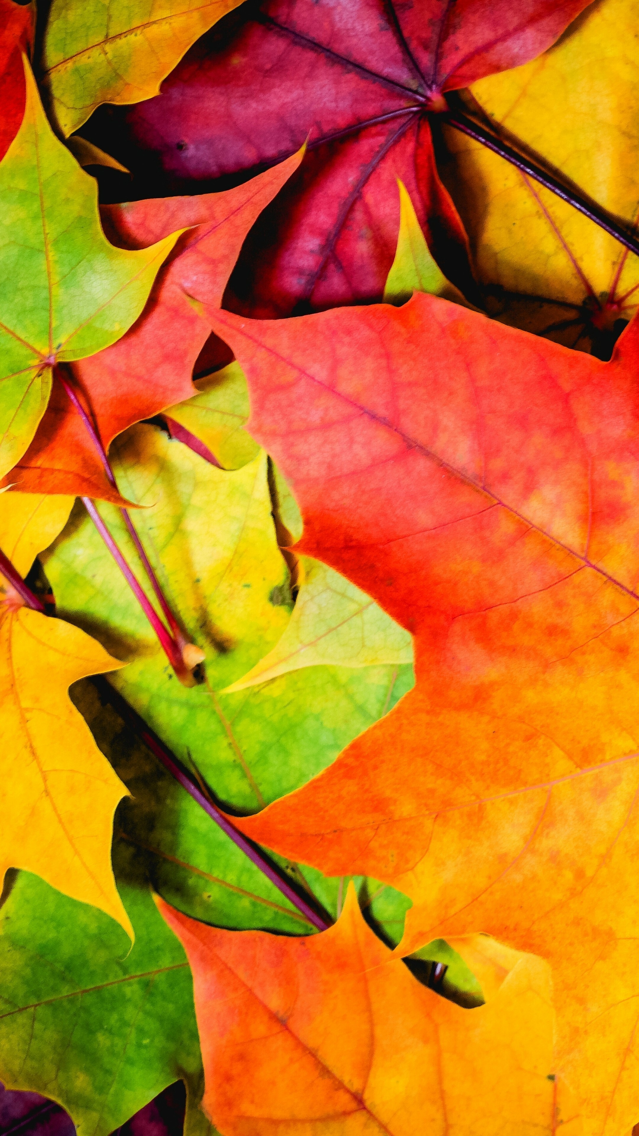 Vibrant autumn foliage, Colorful 8K wallpaper, Enchanting nature, Leafy paradise, 2160x3840 4K Phone