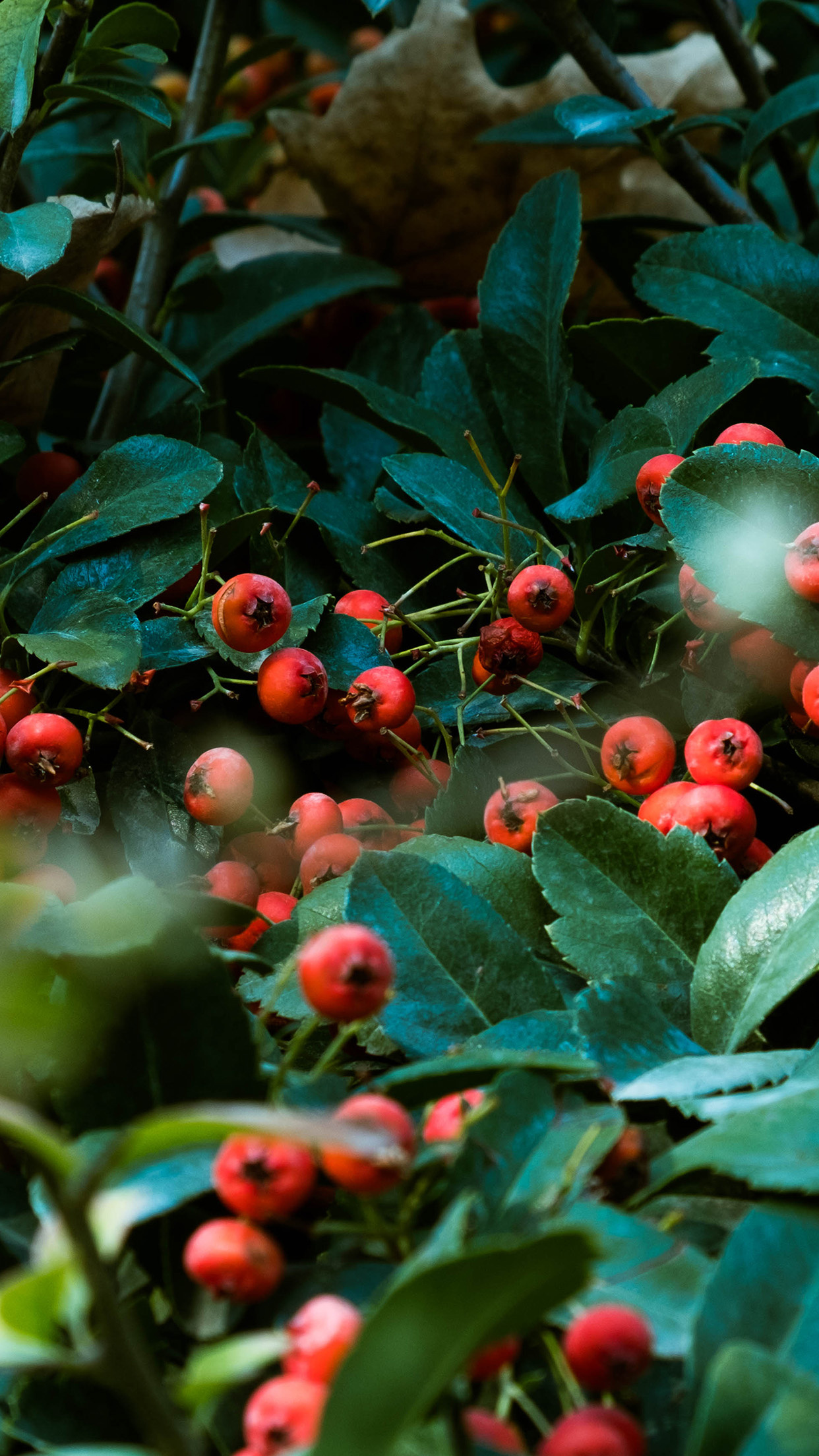 Hawthorn Berry Nature, Og05 Nature, Red Berry, Green Tree, 1250x2210 HD Phone