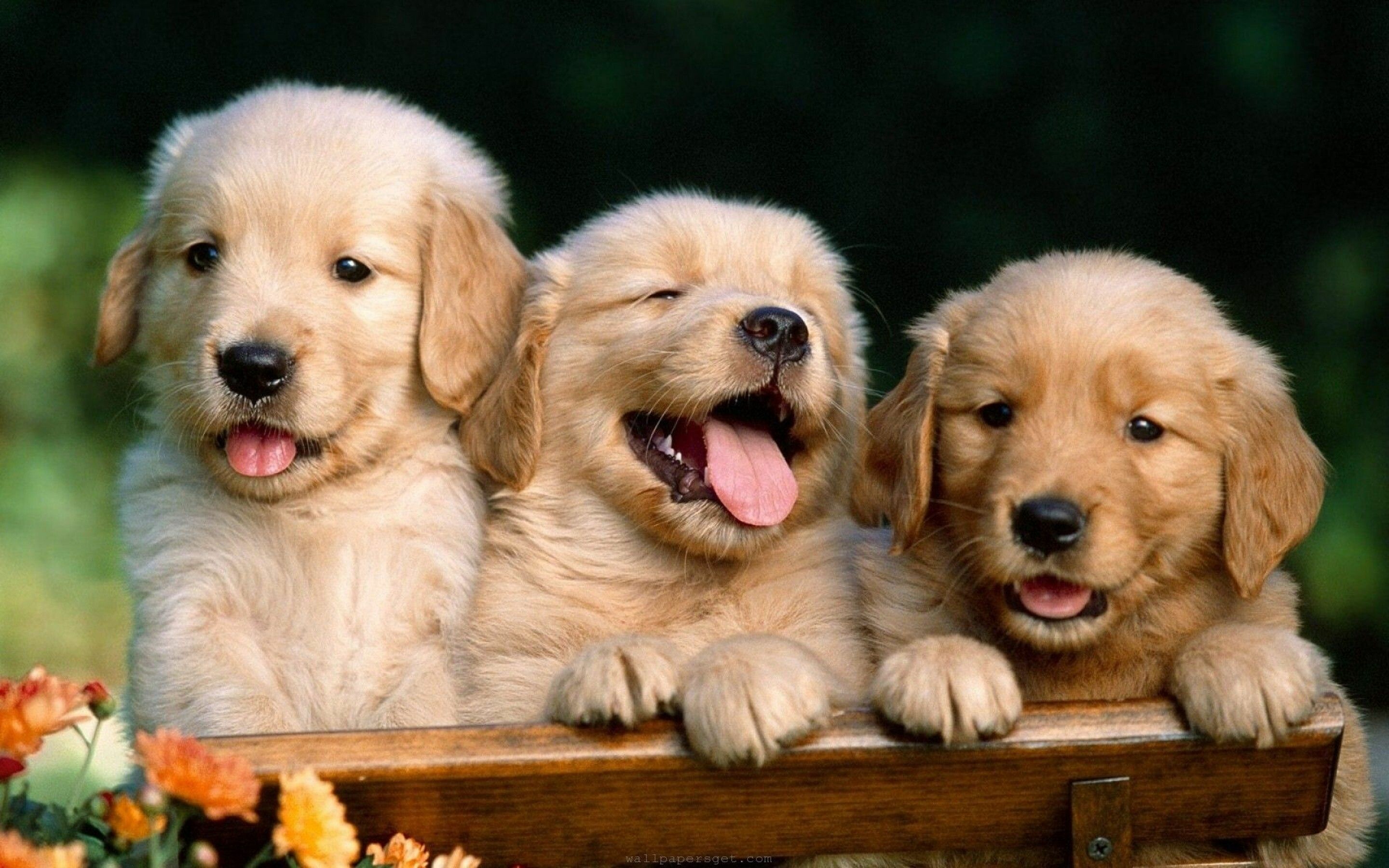 Dog, Cute and adorable, Computer wallpapers, Lovely backgrounds, 2880x1800 HD Desktop