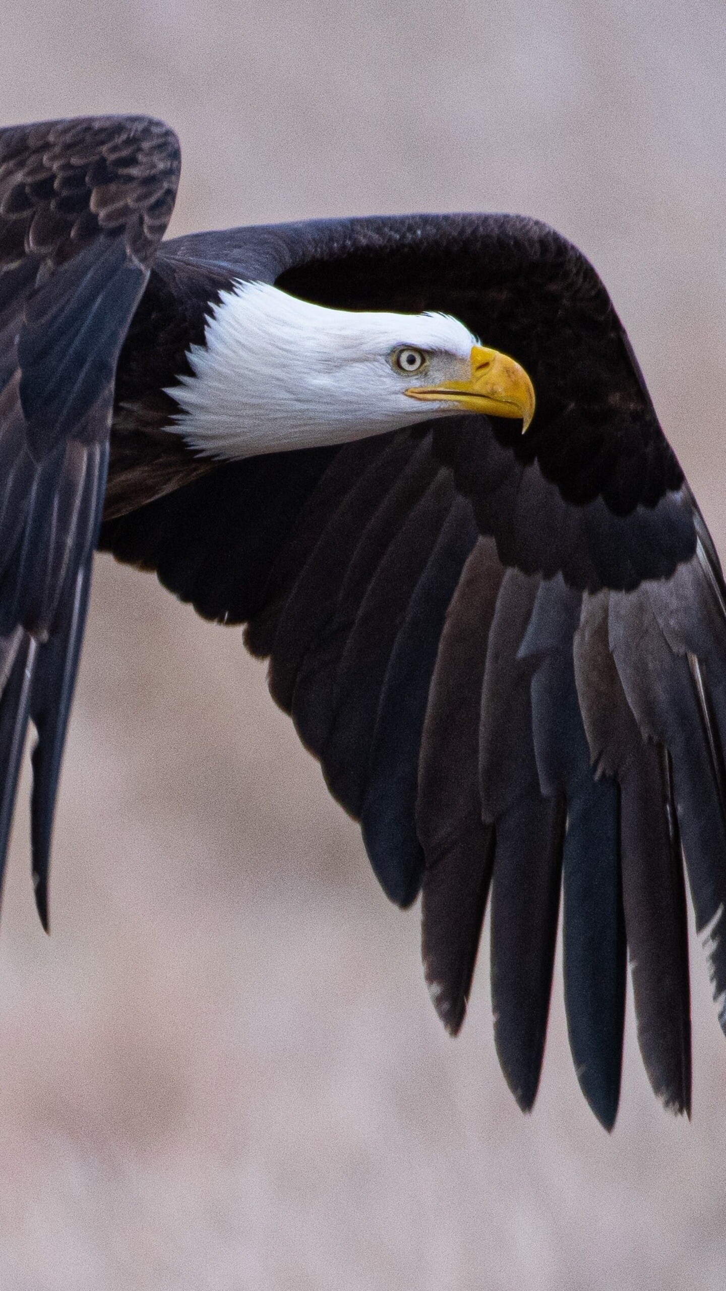 4K beauty, Bald eagle portrait, Striking eyes, Wildlife photography, 1440x2560 HD Phone