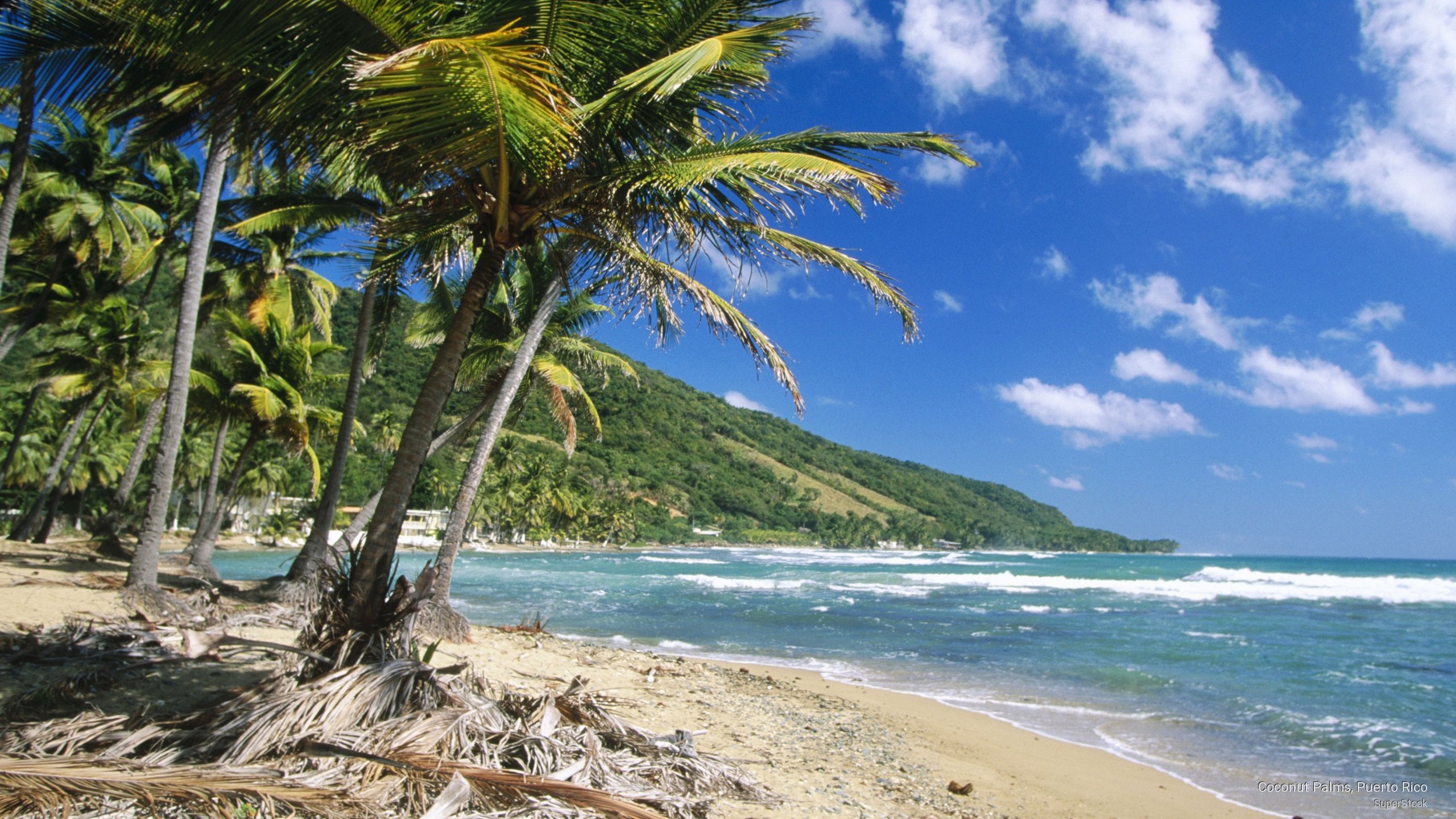 Coconut palms, Puerto Rico, Free wallpaper, Stunning scenery, 2560x1440 HD Desktop