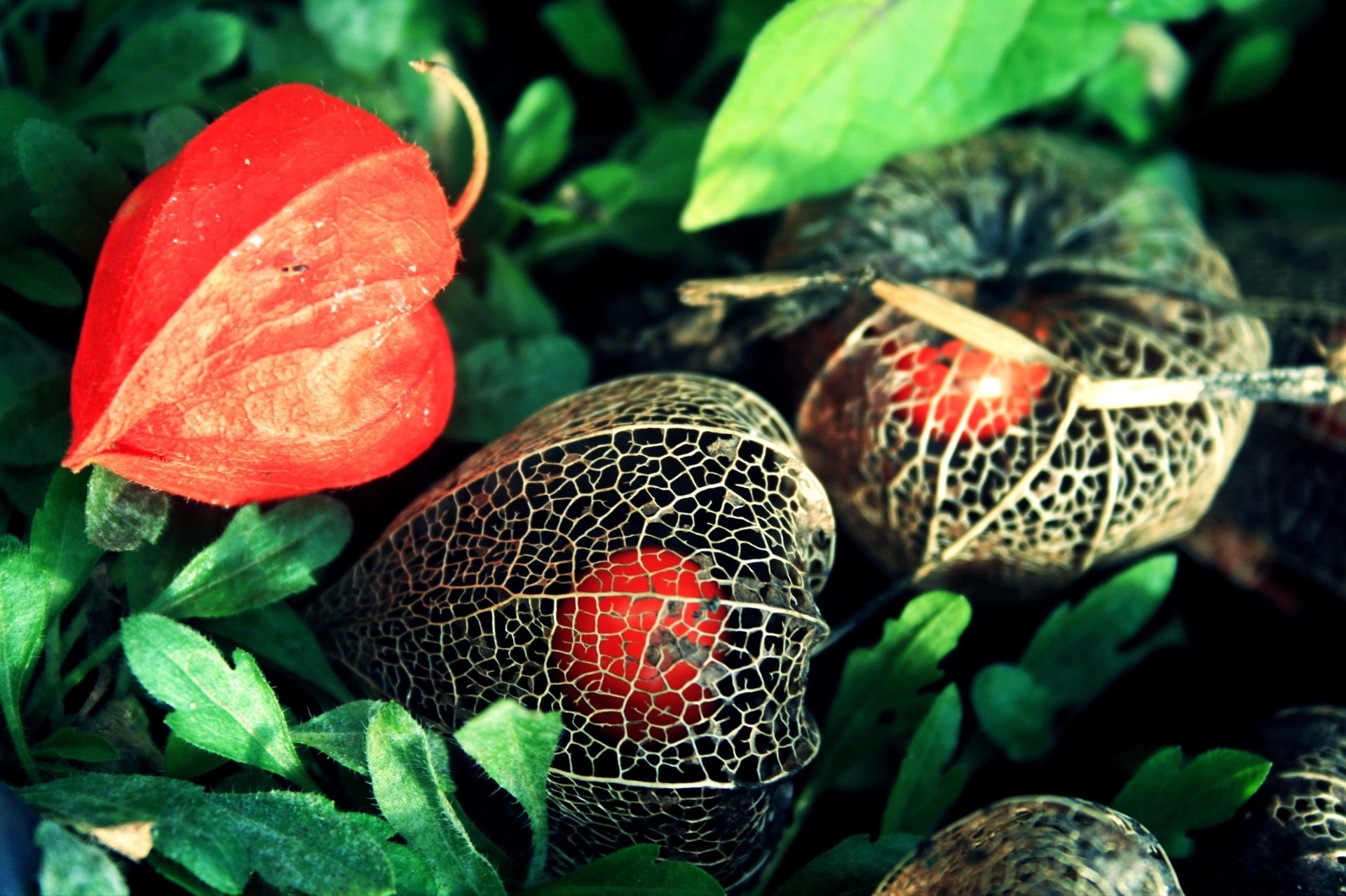 Physalis, 4K Ultra HD, Stunning wallpapers, Immersive visuals, 1920x1280 HD Desktop