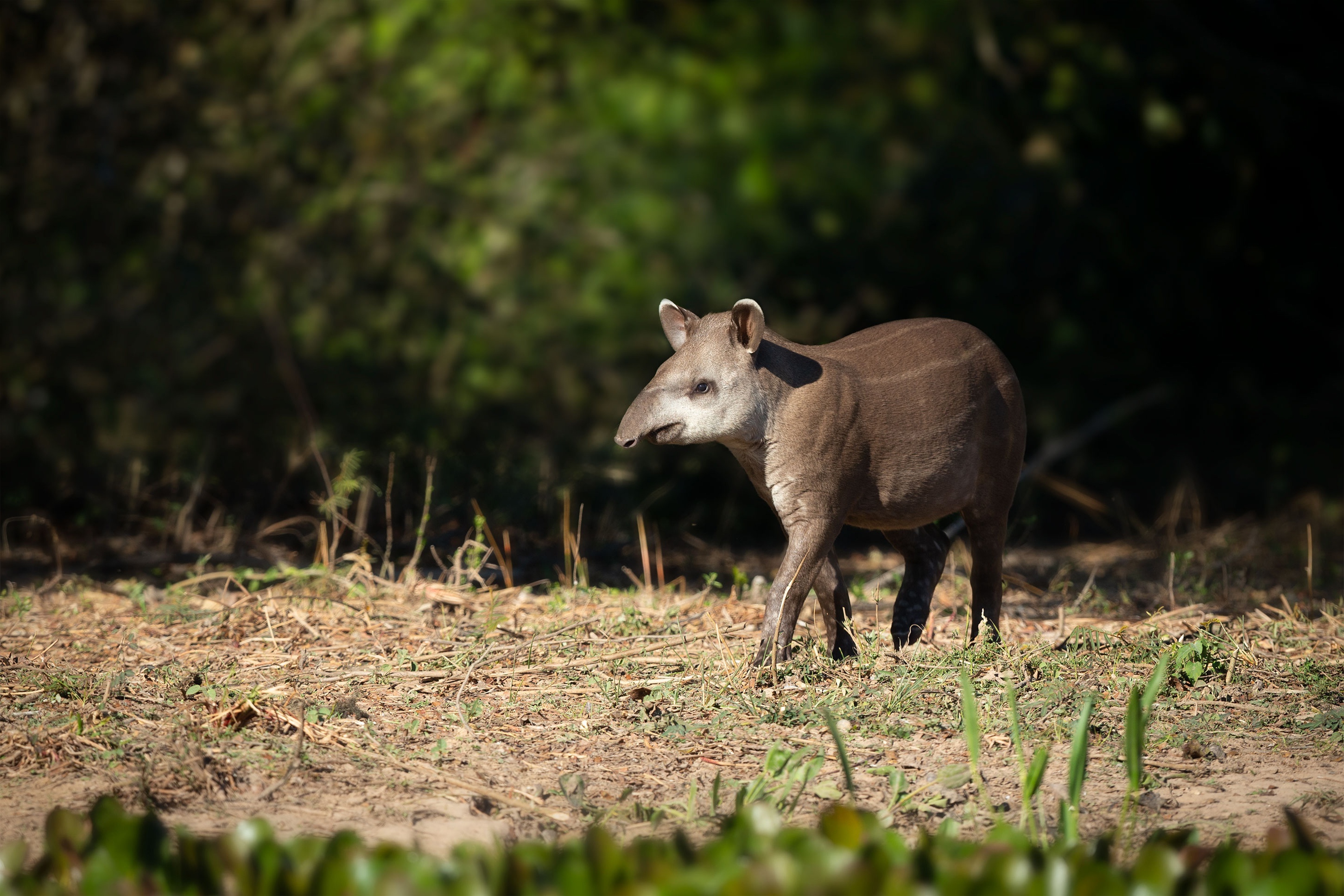 Tapir wallpapers, Collection, Tapir, Background, 2900x1940 HD Desktop