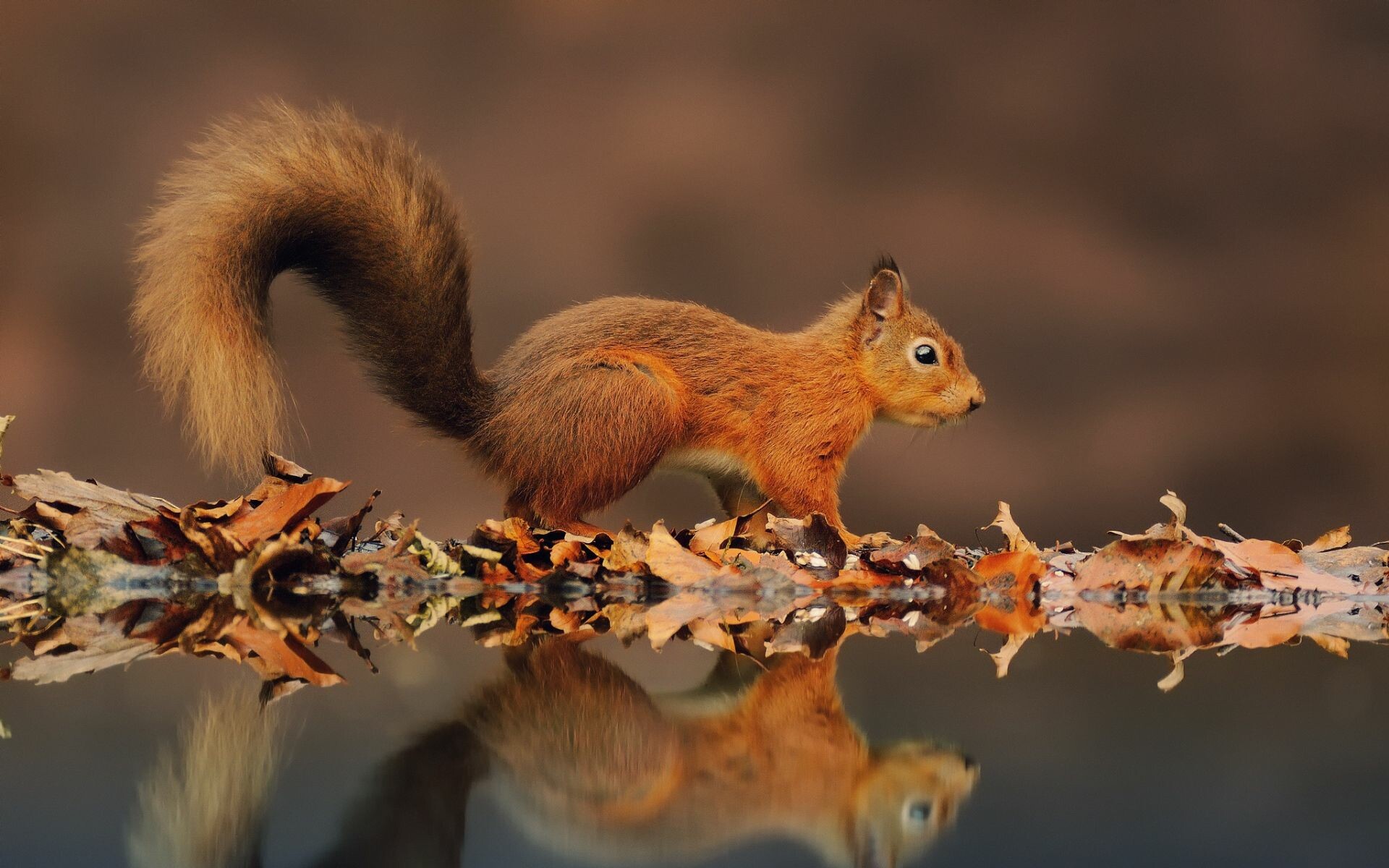 Squirrel, Cute animal, Reflective pose, Nature's charm, 1920x1200 HD Desktop