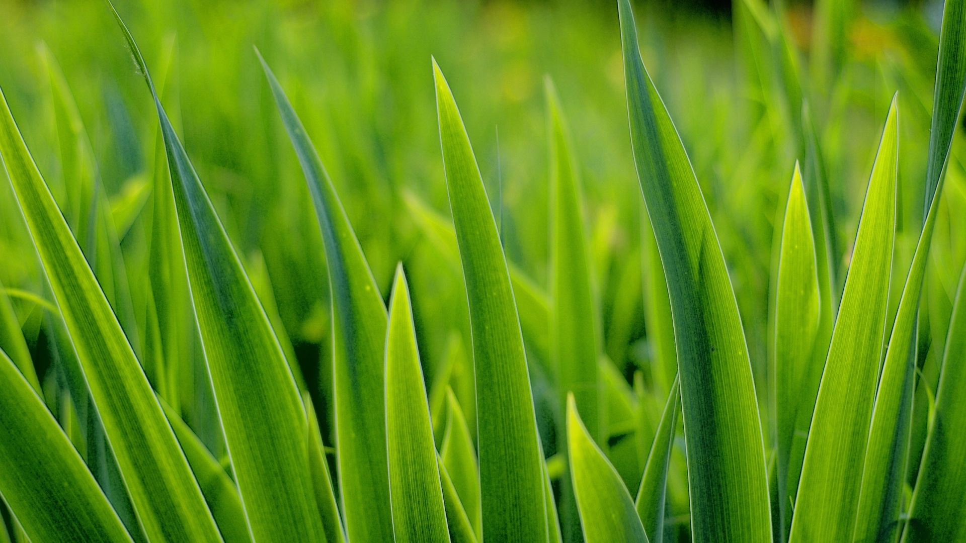 Grass HD wallpaper, High quality, Vibrant colors, Nature's charm, 1920x1080 Full HD Desktop