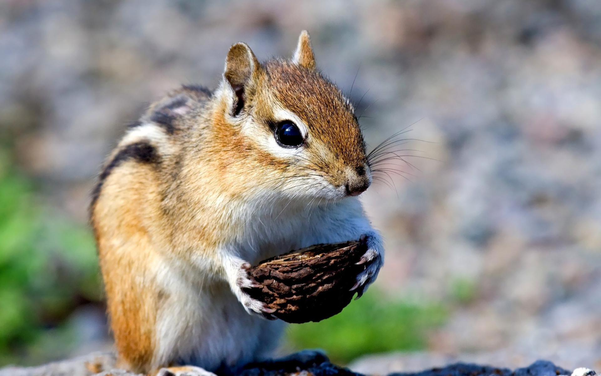 Chipmunk, 4k wallpaper, Animal delight, Nature's inhabitant, 1920x1200 HD Desktop