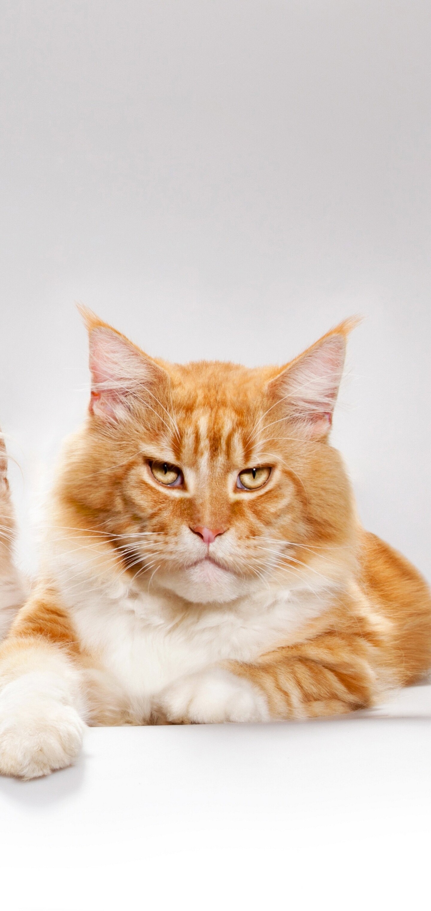 Red tabby, Maine Coon Wallpaper, 1440x3040 HD Phone