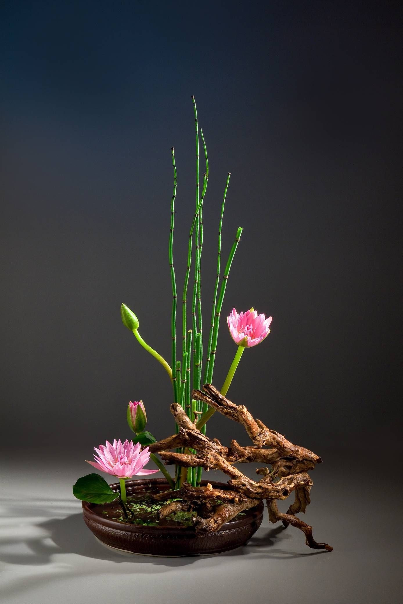 Lotus, Ikebana Wallpaper, 1390x2090 HD Phone