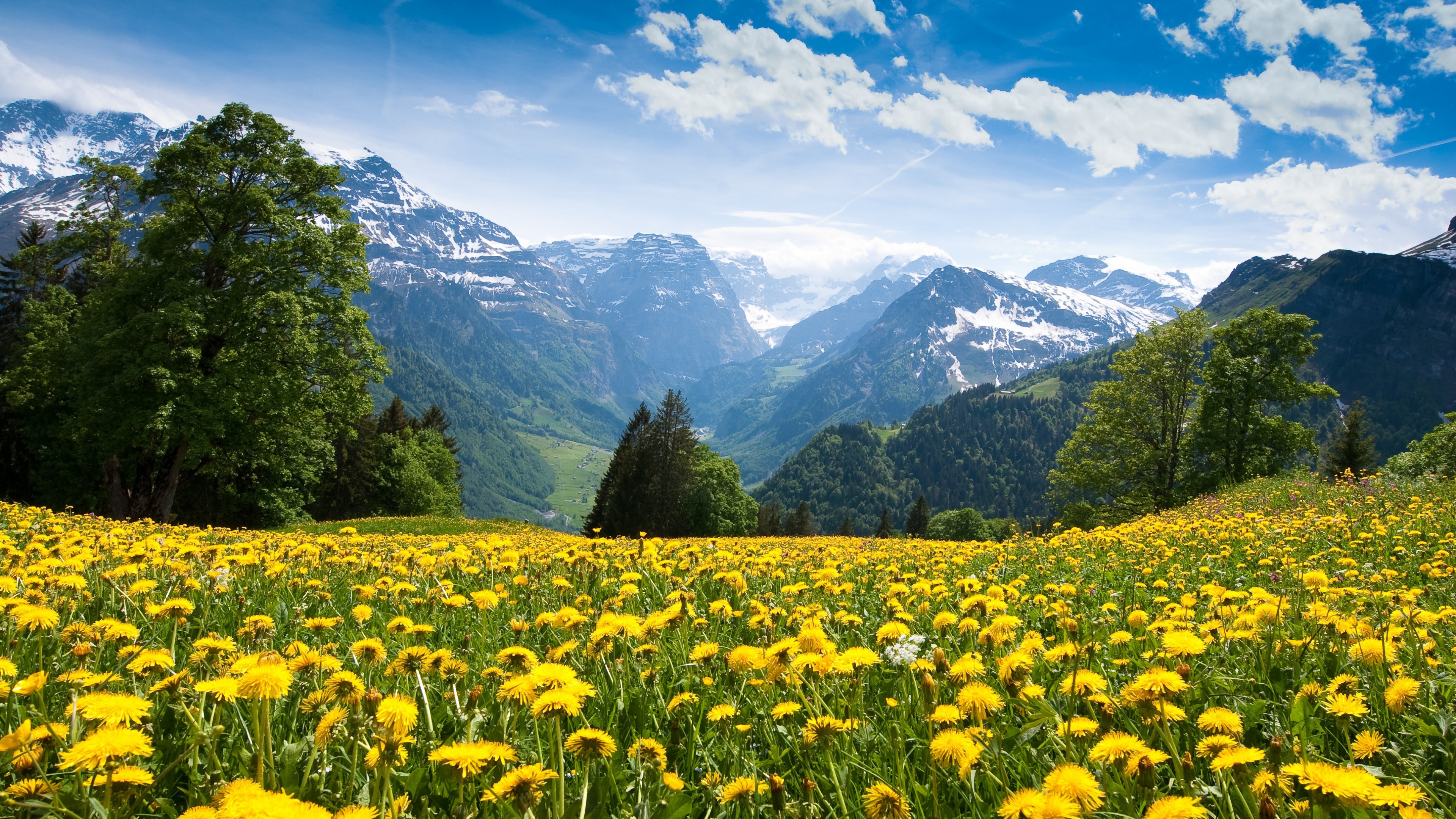 Snowy Swiss Alps peaks, Yellow dandelion alpine meadow, Green forested mountain valley, 4K Desktop wallpaper