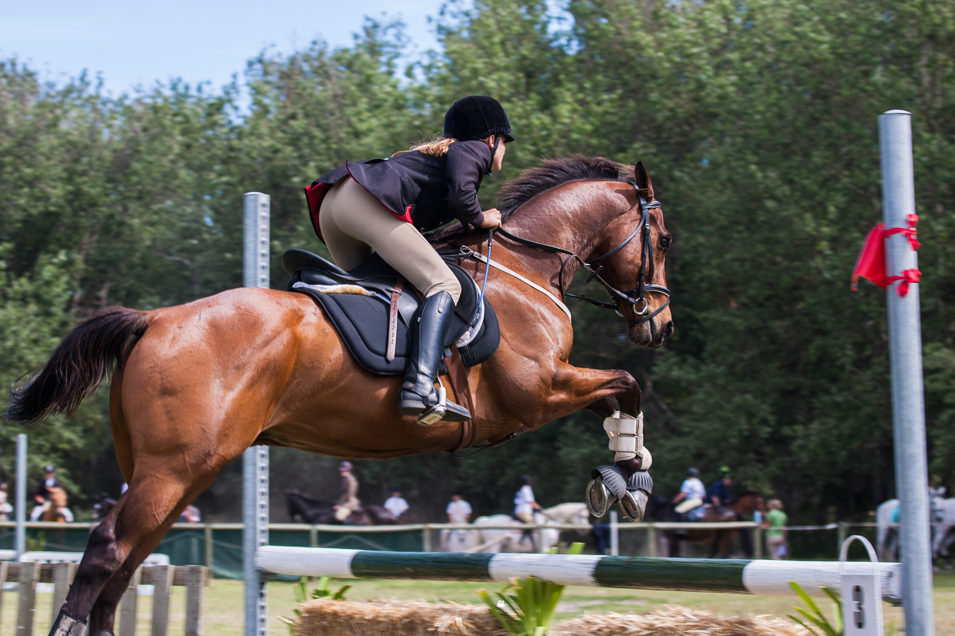 Equestrian photos, Free download, Pexels stock photos, Equestrian sports, 3140x2090 HD Desktop