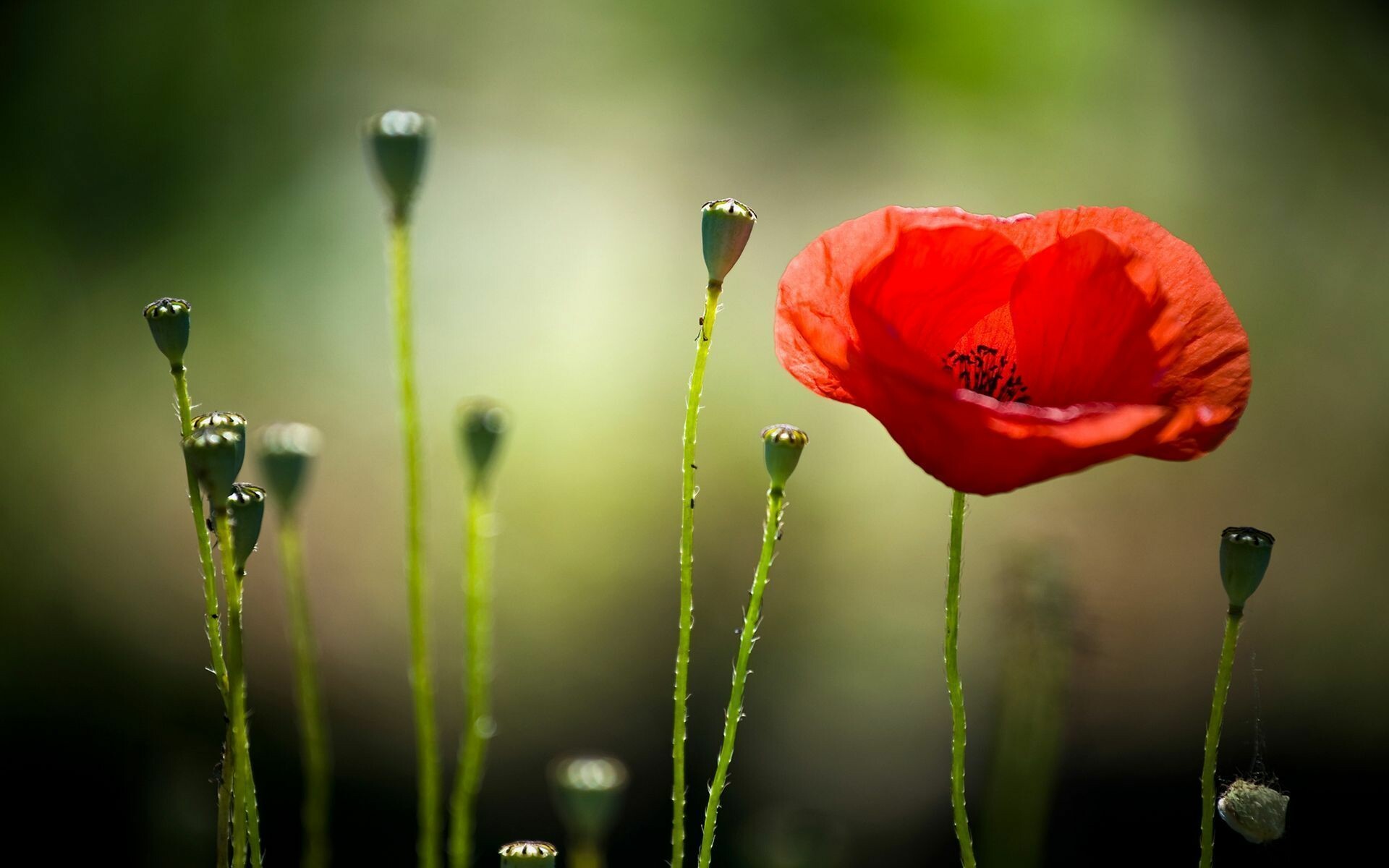 Poppy Flower, HD wallpapers, Poppies field, Floral wallpaper, 1920x1200 HD Desktop