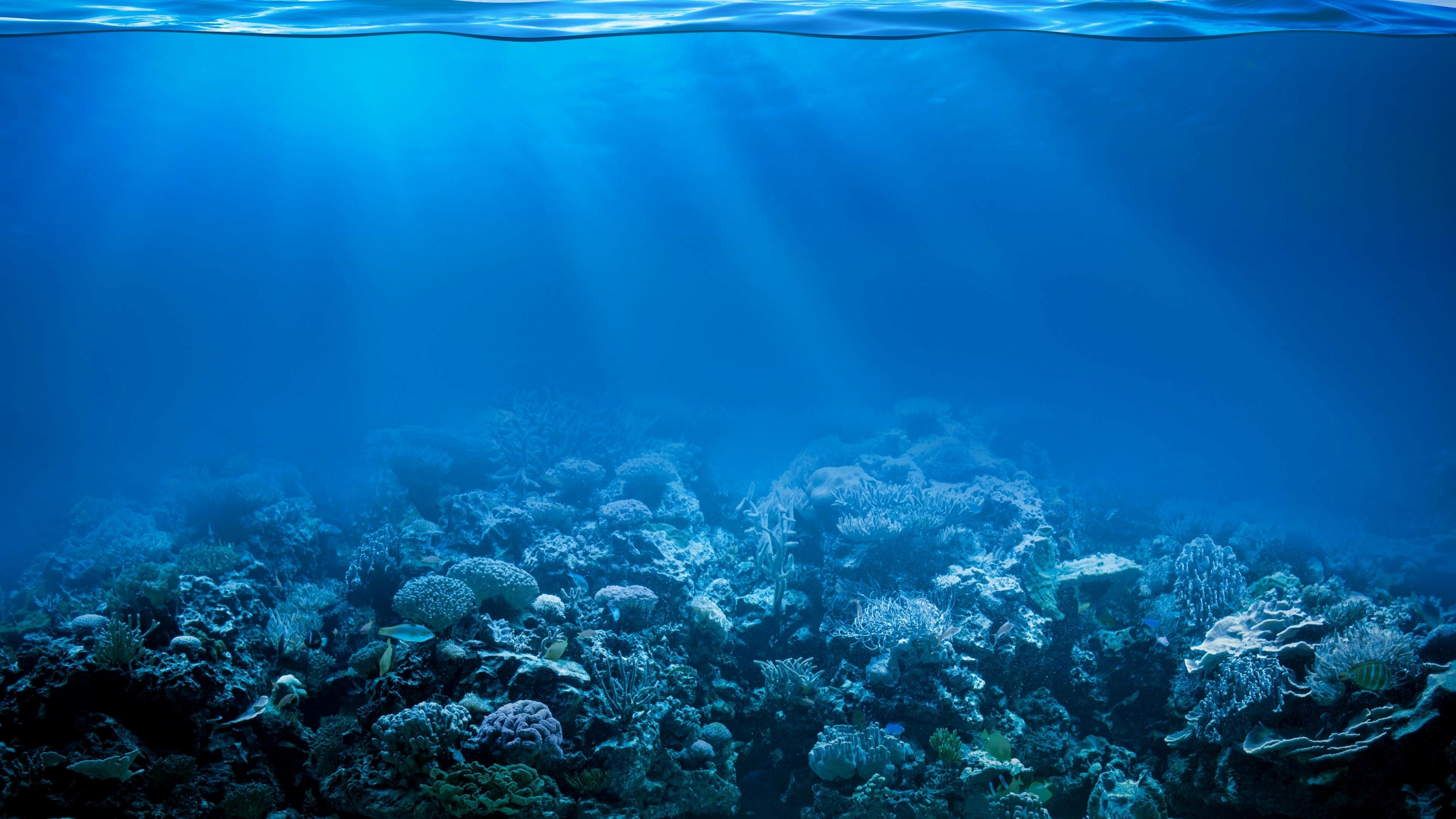 Coral reef wallpapers, Ultra HD 4K, Desktop beauty, Underwater wonders, 3840x2160 4K Desktop