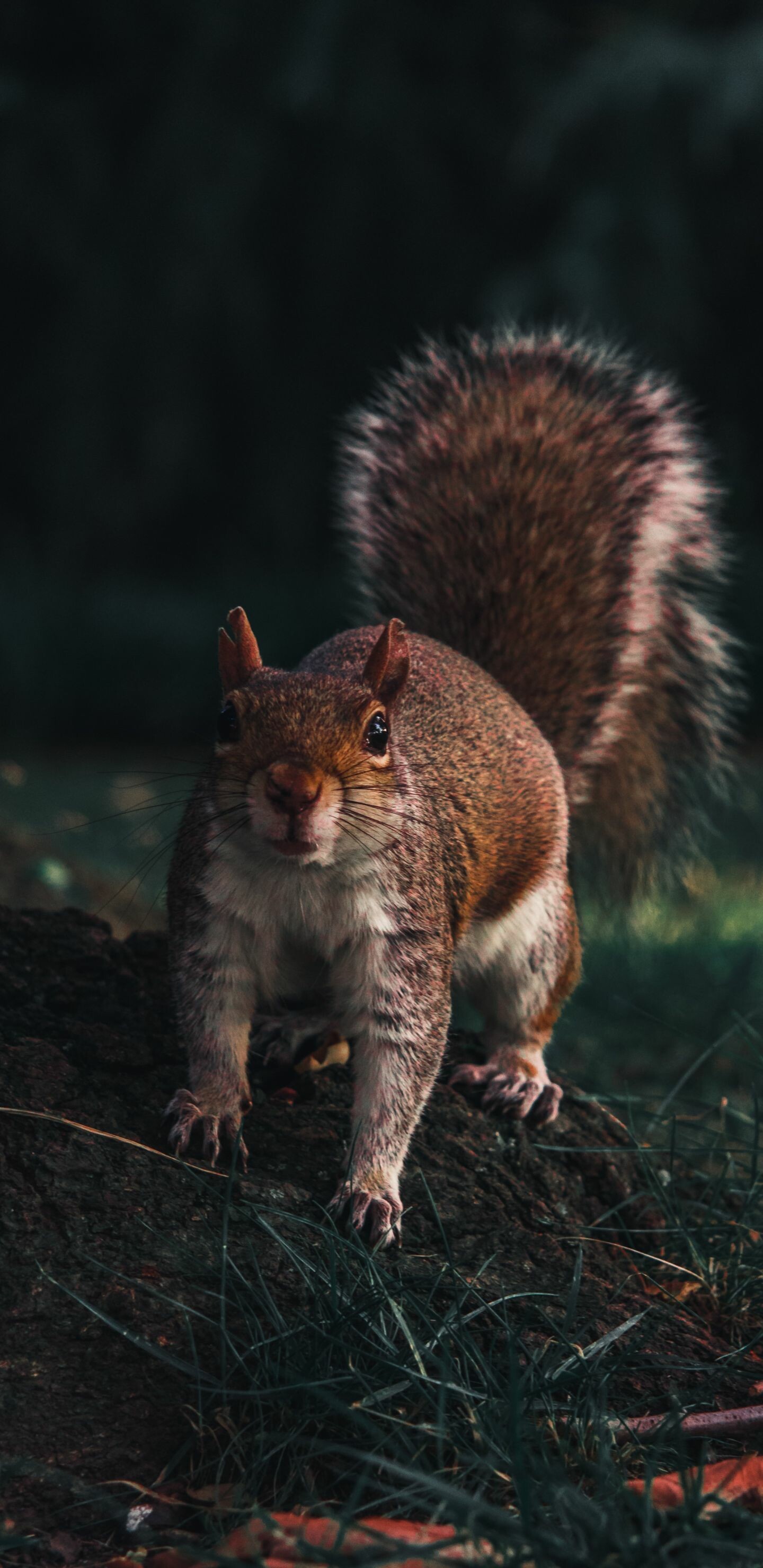 Squirrel wallpapers for Samsung Galaxy, 4K ultra HD, Nature's artistic wonders, Digital delights, 1440x2960 HD Phone