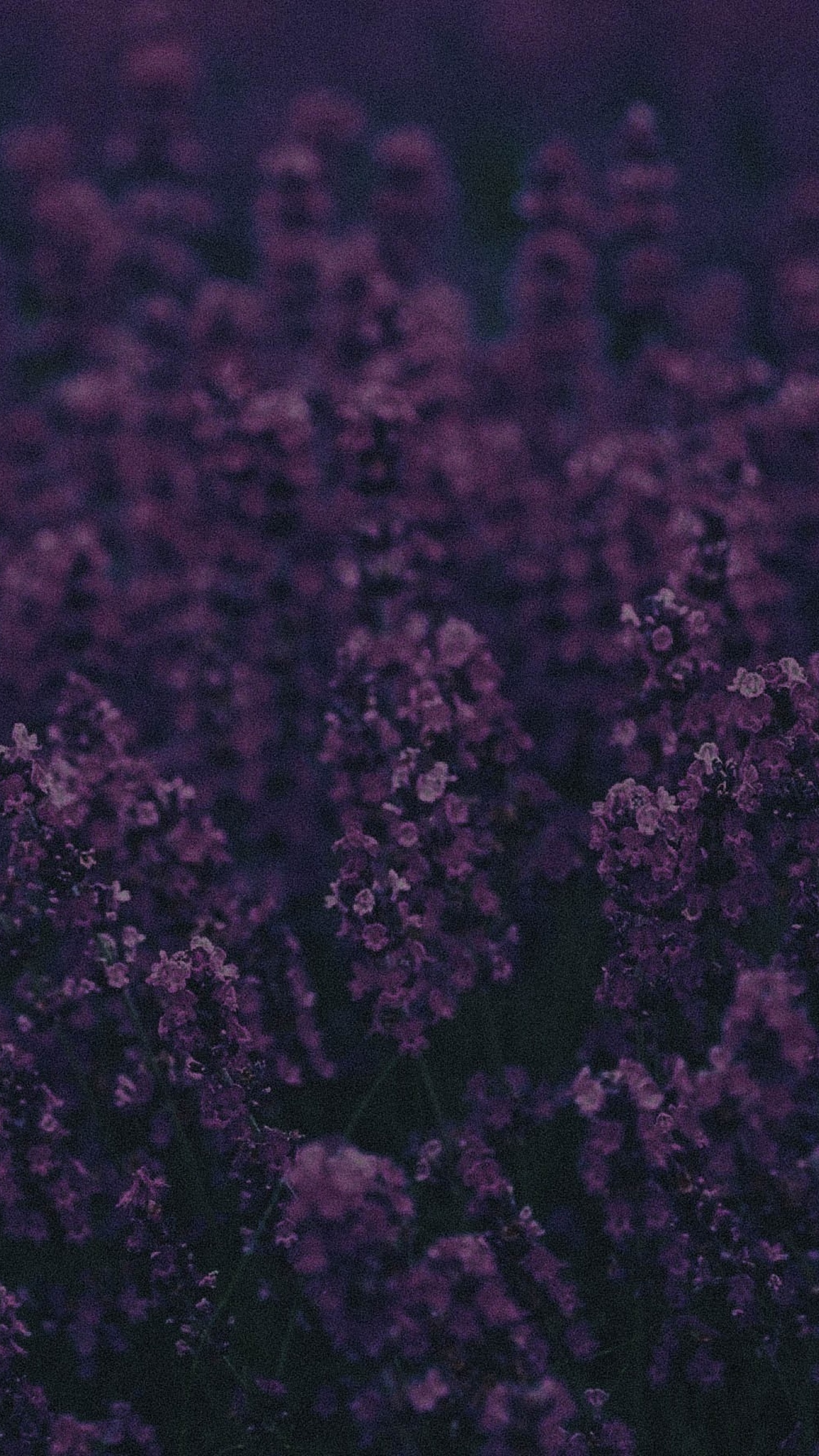 Lavender, Xperia wallpapers, HD 4k, Pictures, 2160x3840 4K Phone