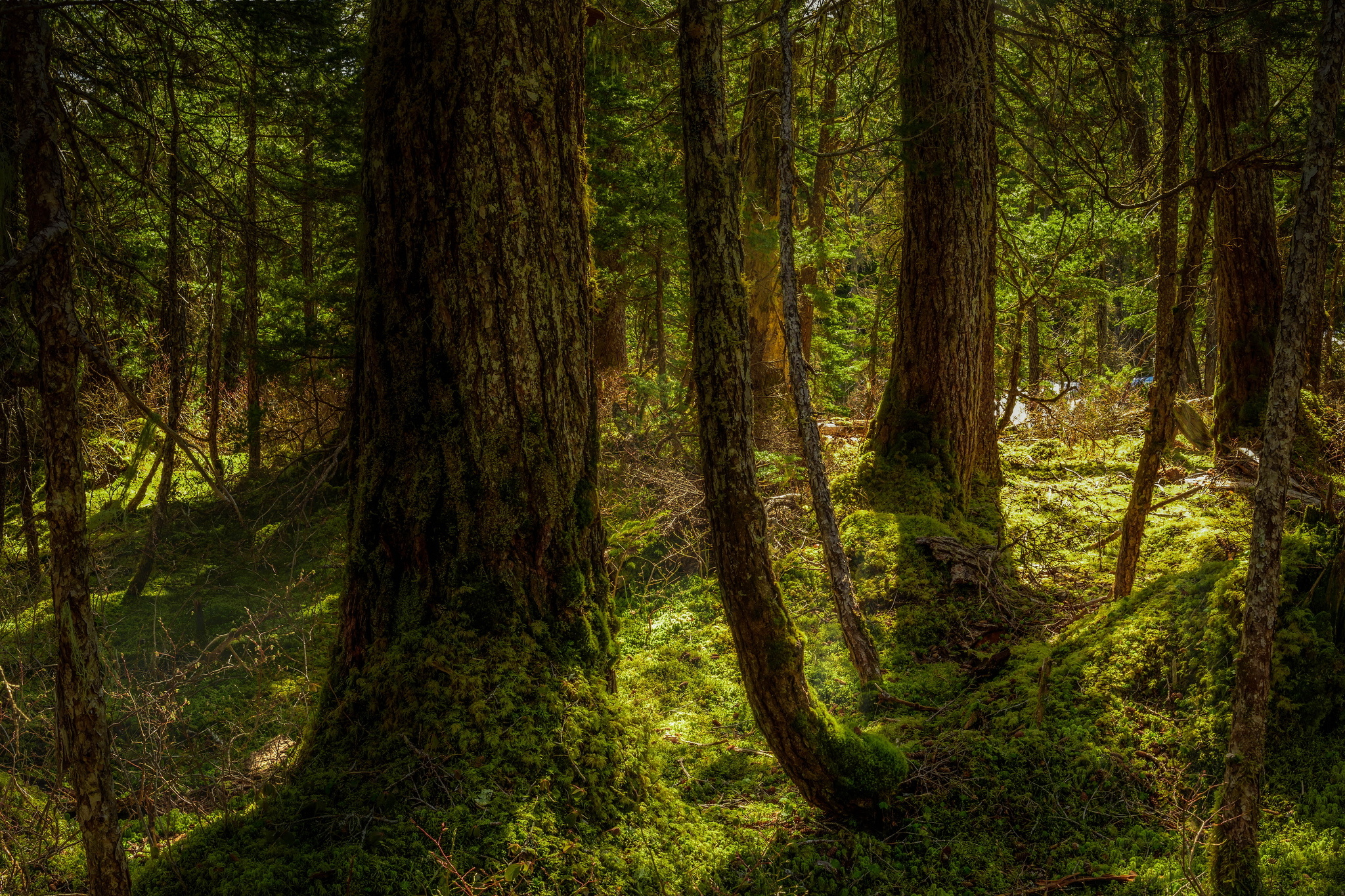Green forest, Nature's sanctuary, Verdant beauty, Serene wilderness, 2050x1370 HD Desktop