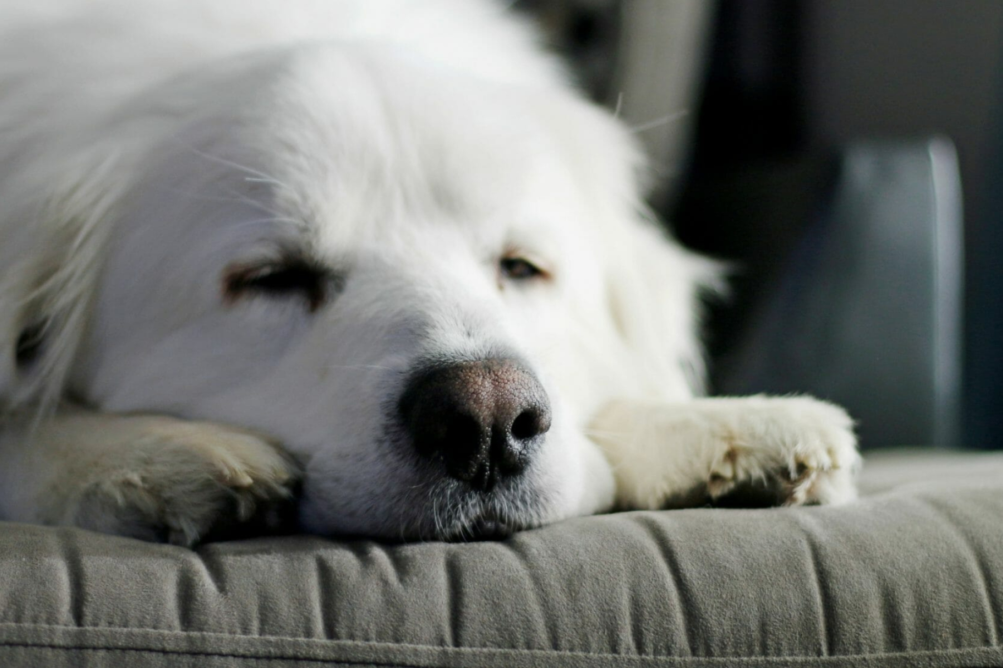 Sleeping, Great Pyrenees Wallpaper, 2050x1370 HD Desktop