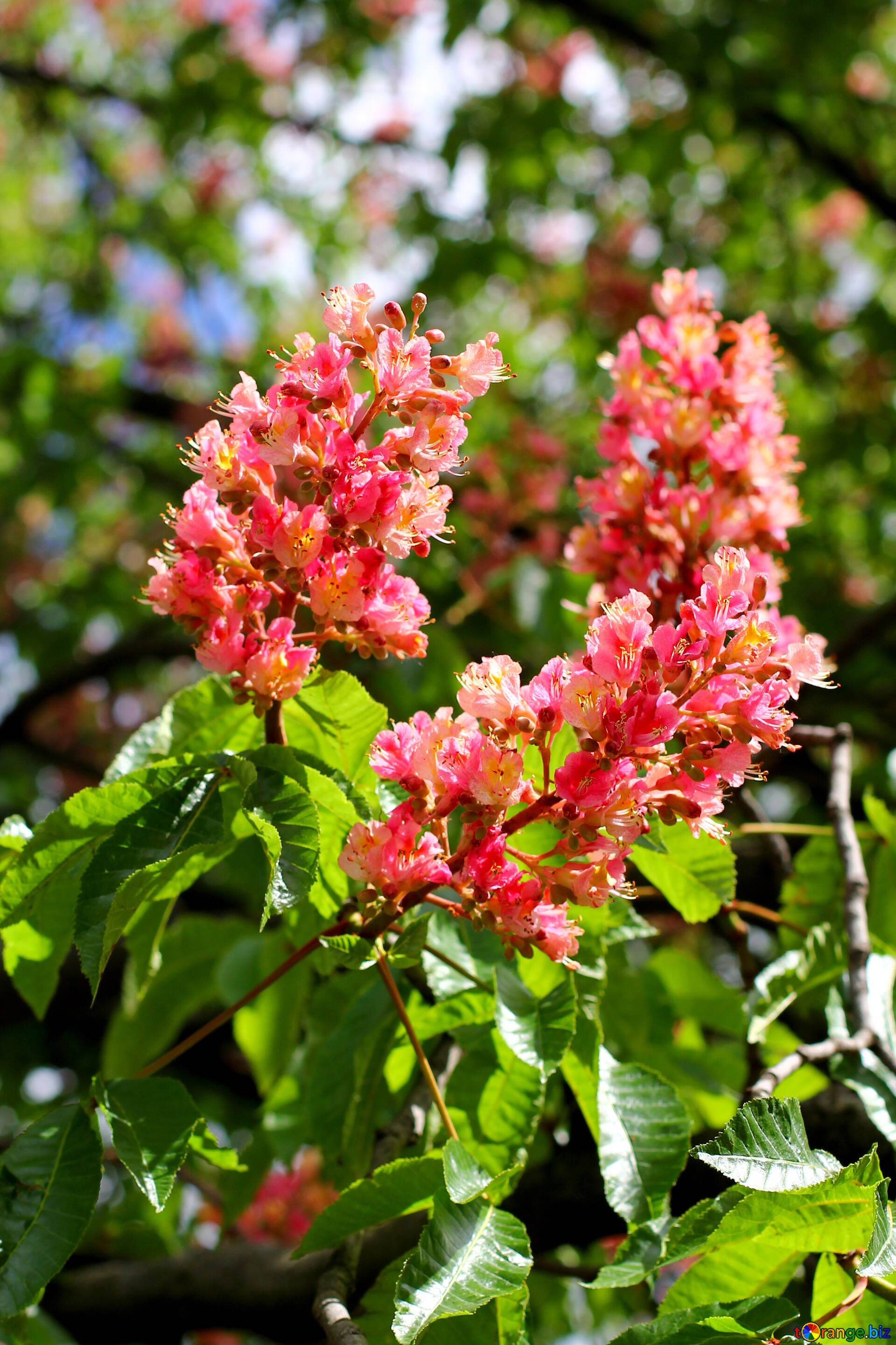 Chestnut tree, Horse chestnut flowers, Flowering tree, Rose flower, 1920x2880 HD Phone