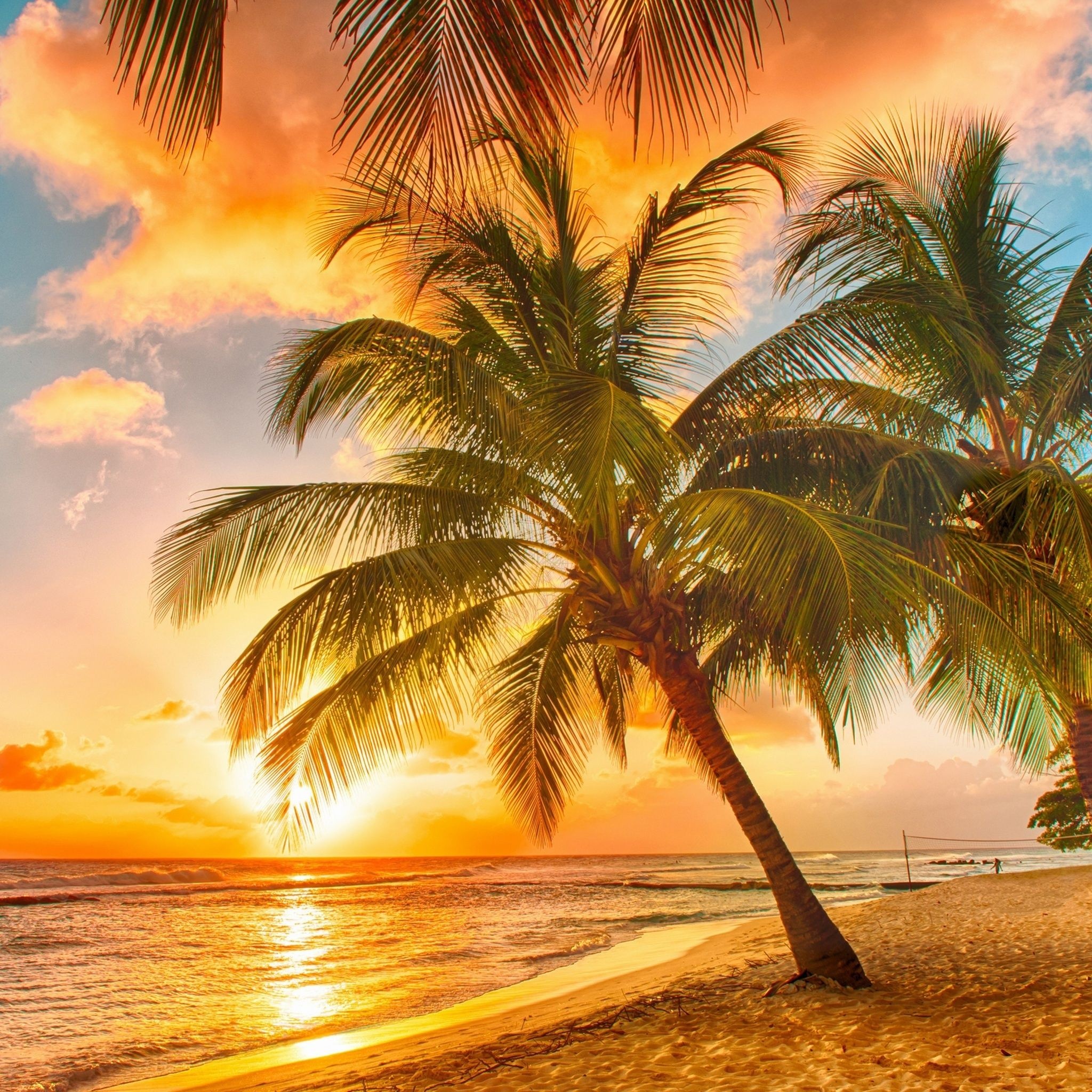 Leaning coconut palm tree, Golden sunset ocean shoreline, Sandy tropical beach, HD Phone wallpaper