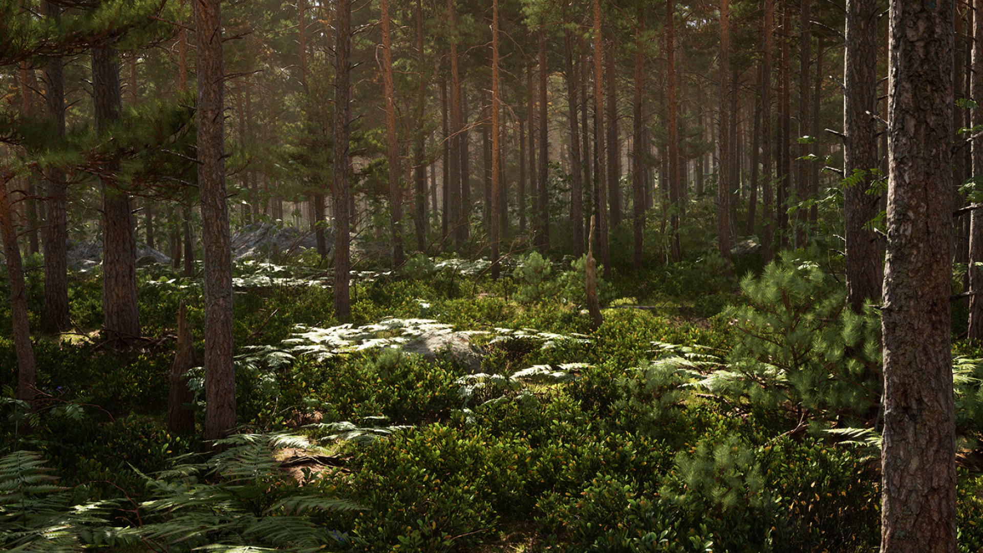 sunlit pine forest, pine tree trunks, fern and shrub undergrowth, Full HD Desktop wallpaper