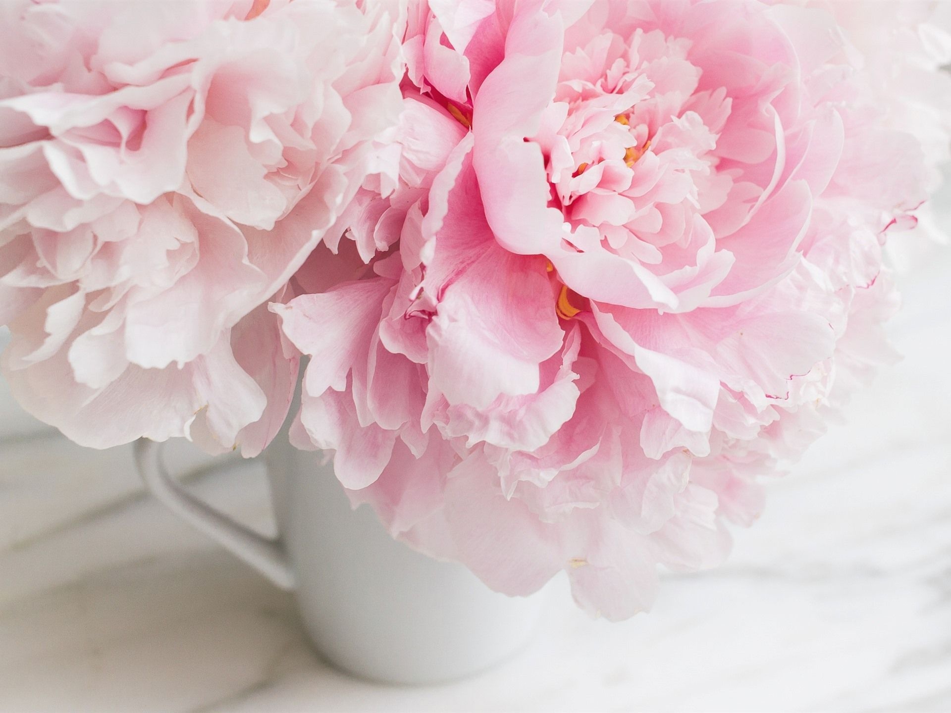 Pink peony blooms, White enamel mug, White marble countertop, HD Desktop wallpaper