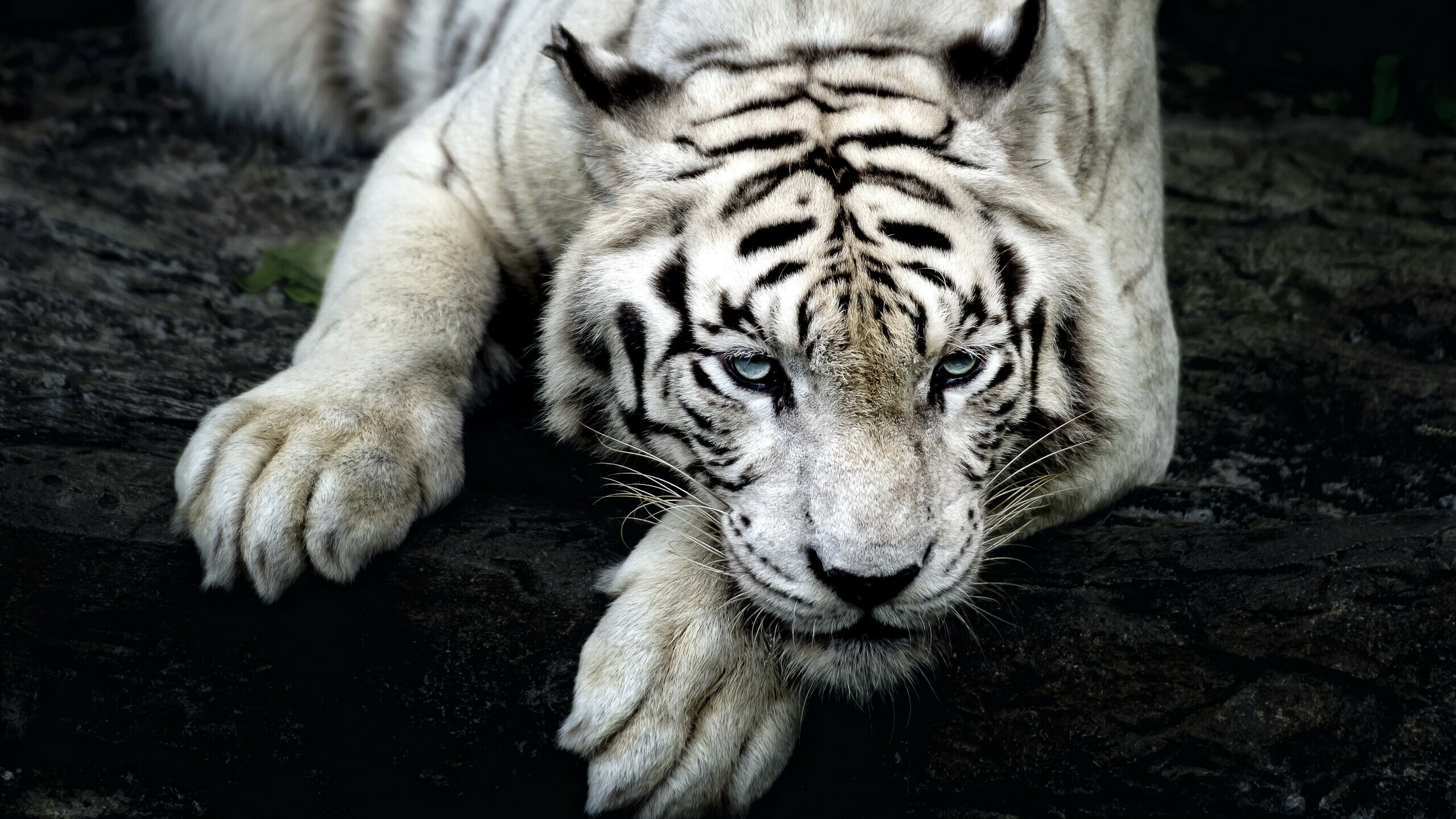 White tiger, Tigers Wallpaper, 2560x1440 HD Desktop