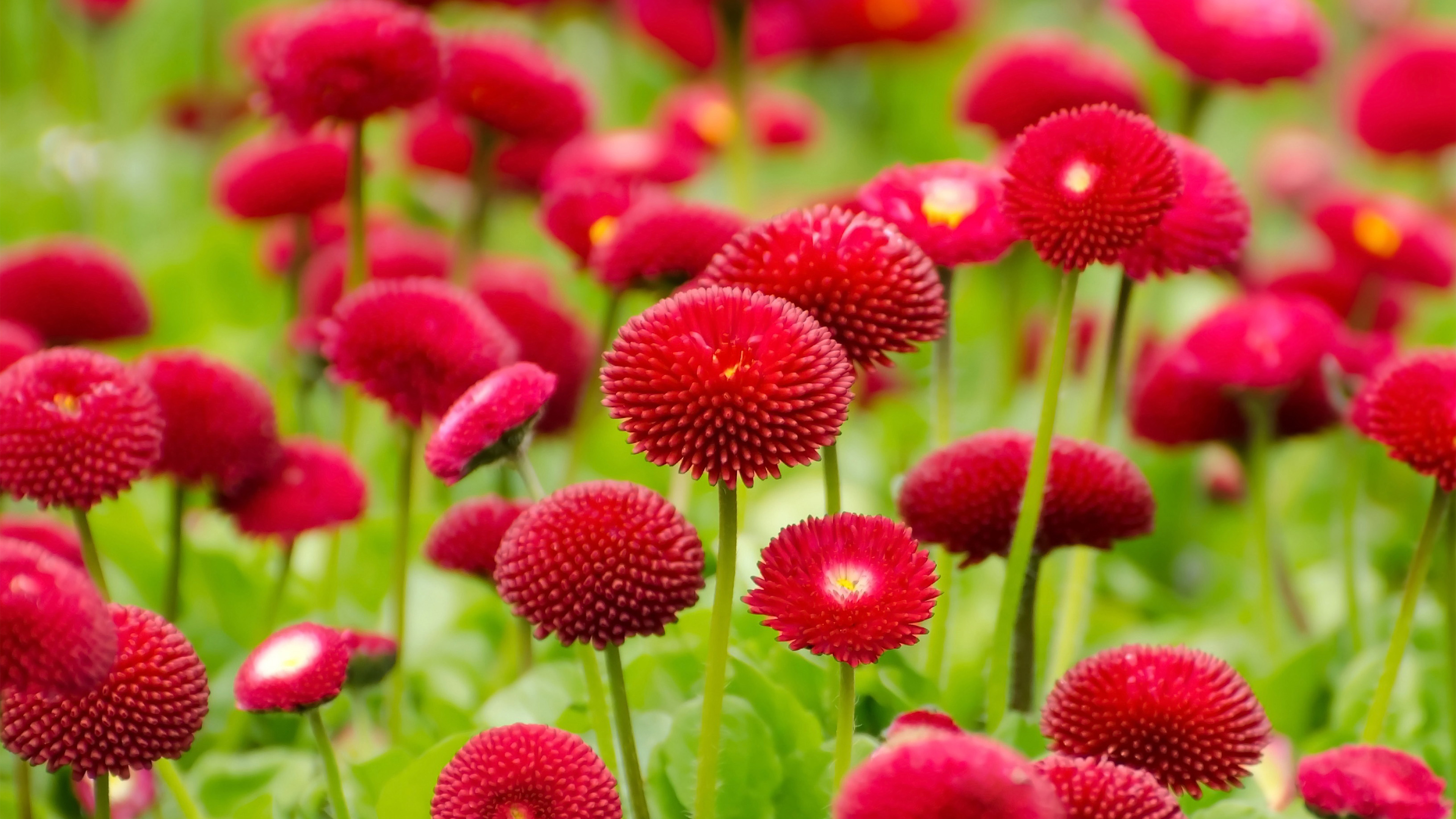 Bellis perennis pomponette, red English daisies, crimson flower meadow, 4K Desktop wallpaper