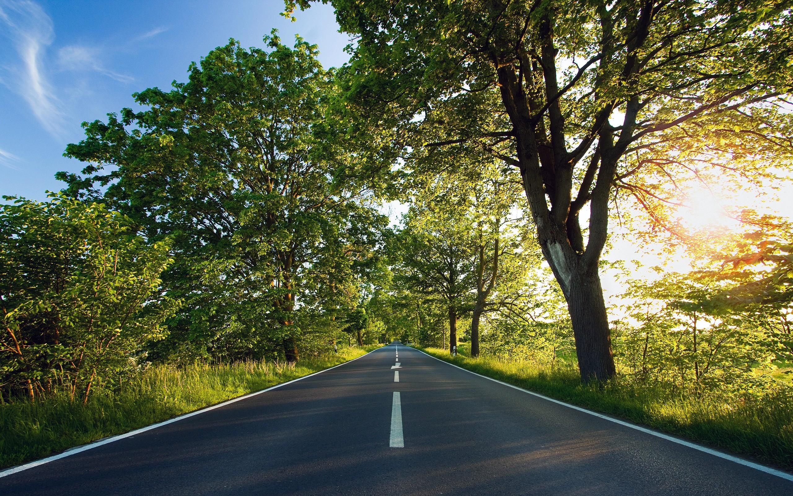 tree lined asphalt road, deciduous tree canopy, golden morning sunlight, HD Desktop wallpaper