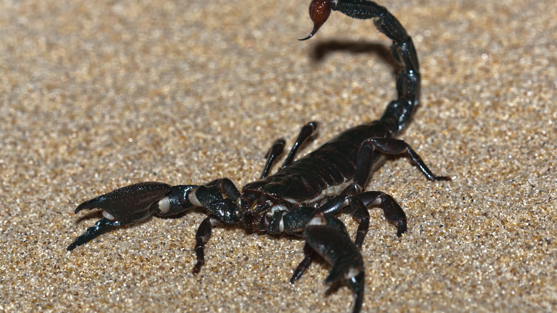 Emperor scorpion, Imperial scorpion, High-resolution wallpaper, Captivating desktop background, 1920x1080 Full HD Desktop