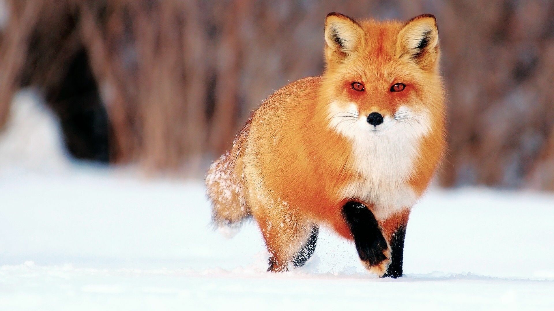 Red Fox, Foxes Wallpaper, 1920x1080 Full HD Desktop